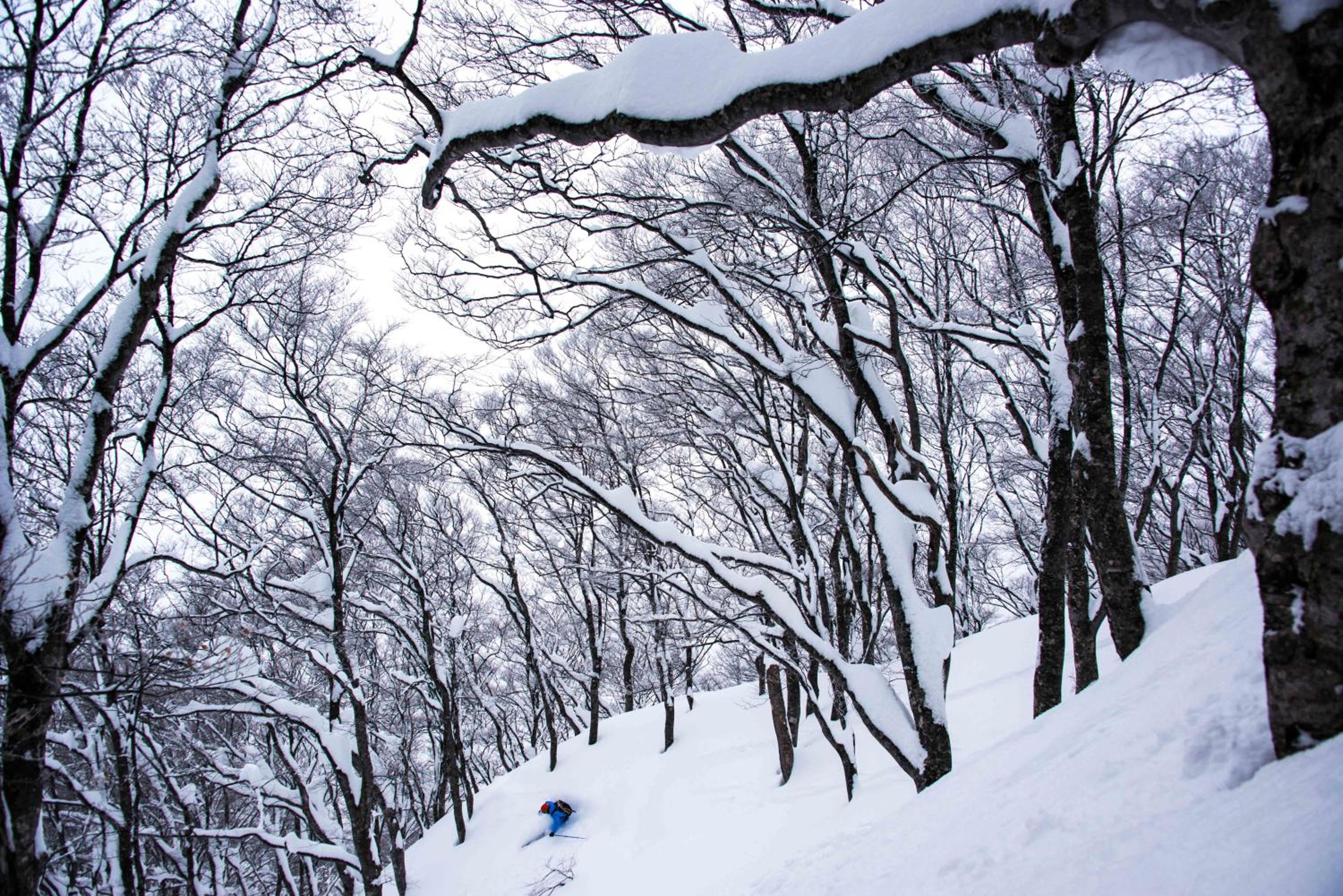 Morino Lodge - Myoko