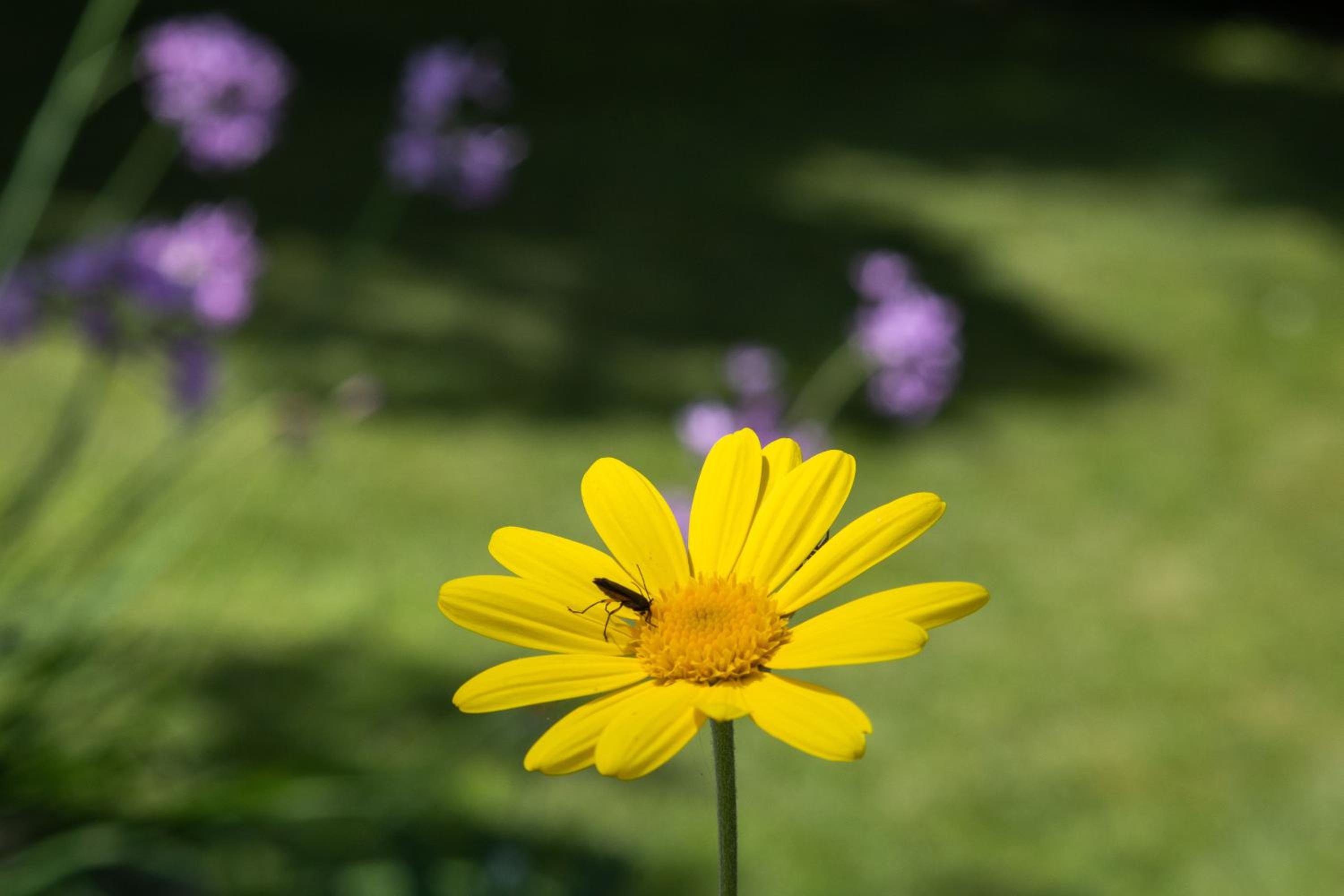 Photo 40