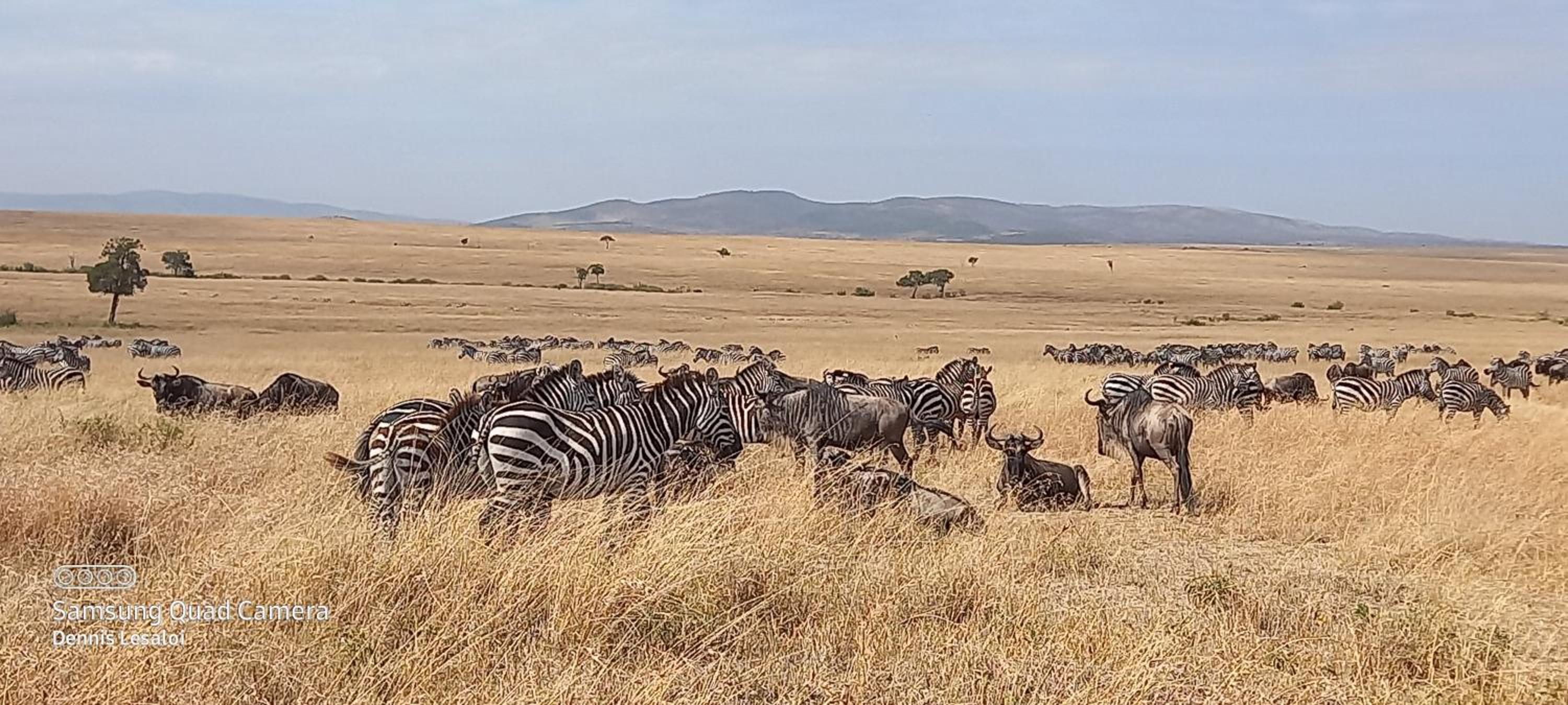 Elephant trails camp