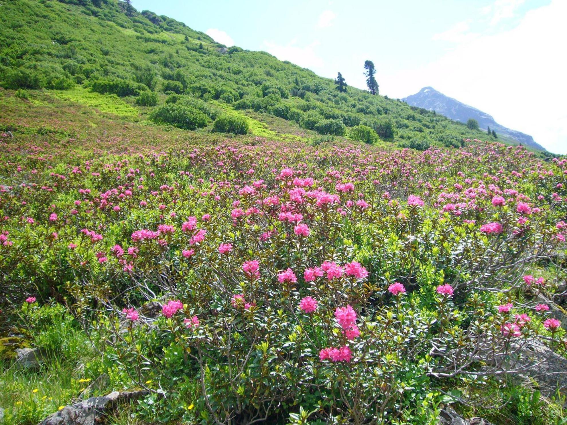 Photo 46