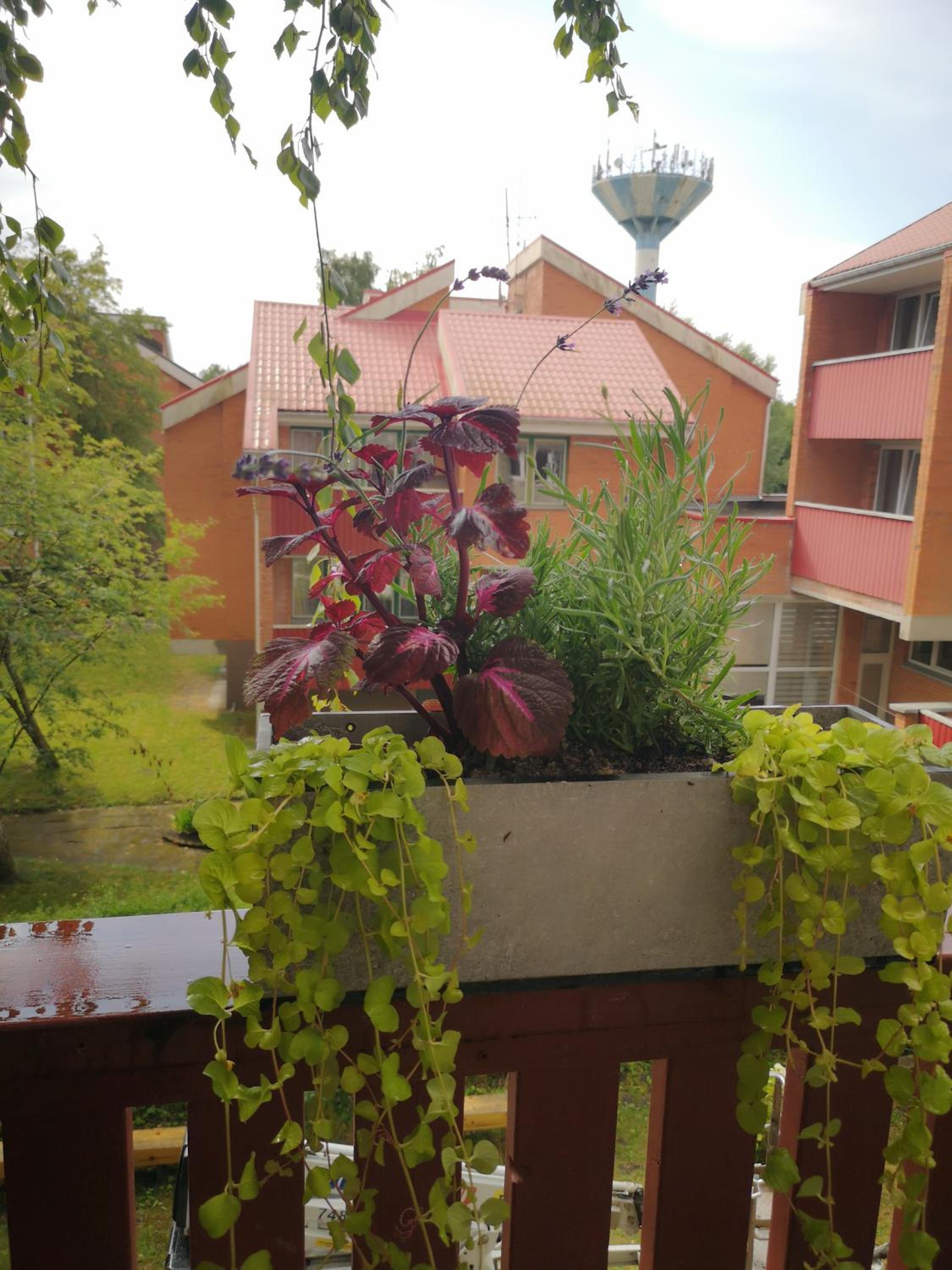 Mėguvos kiemelis view 5
