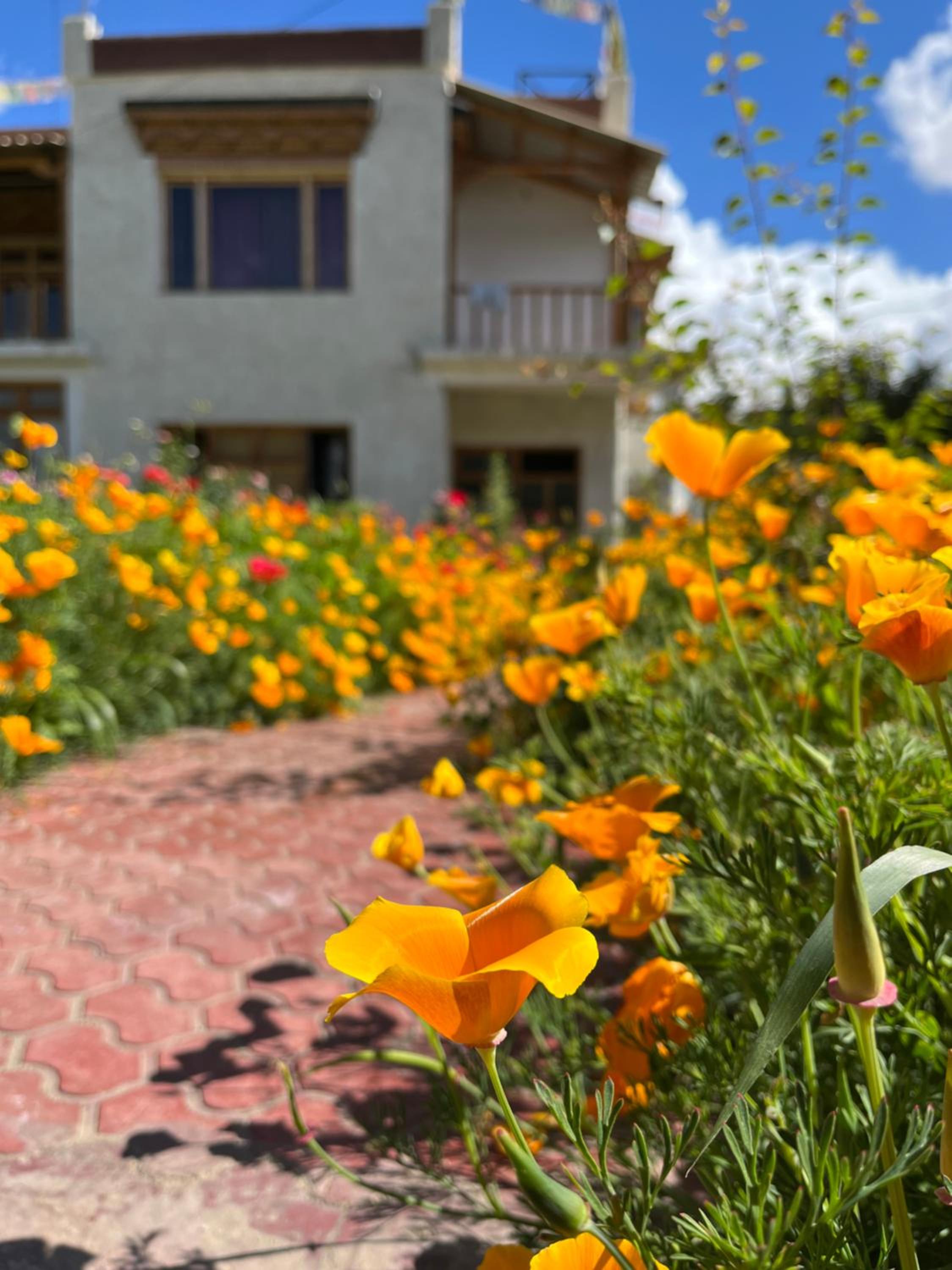 Chakzot garden house