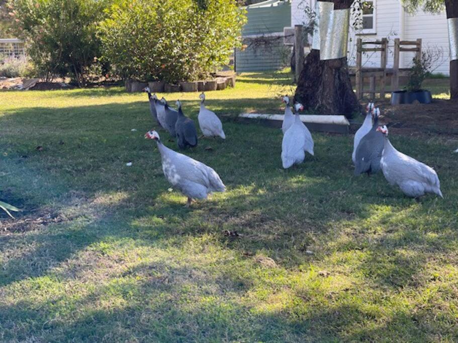 Mt Emlyn Farm Cottage
