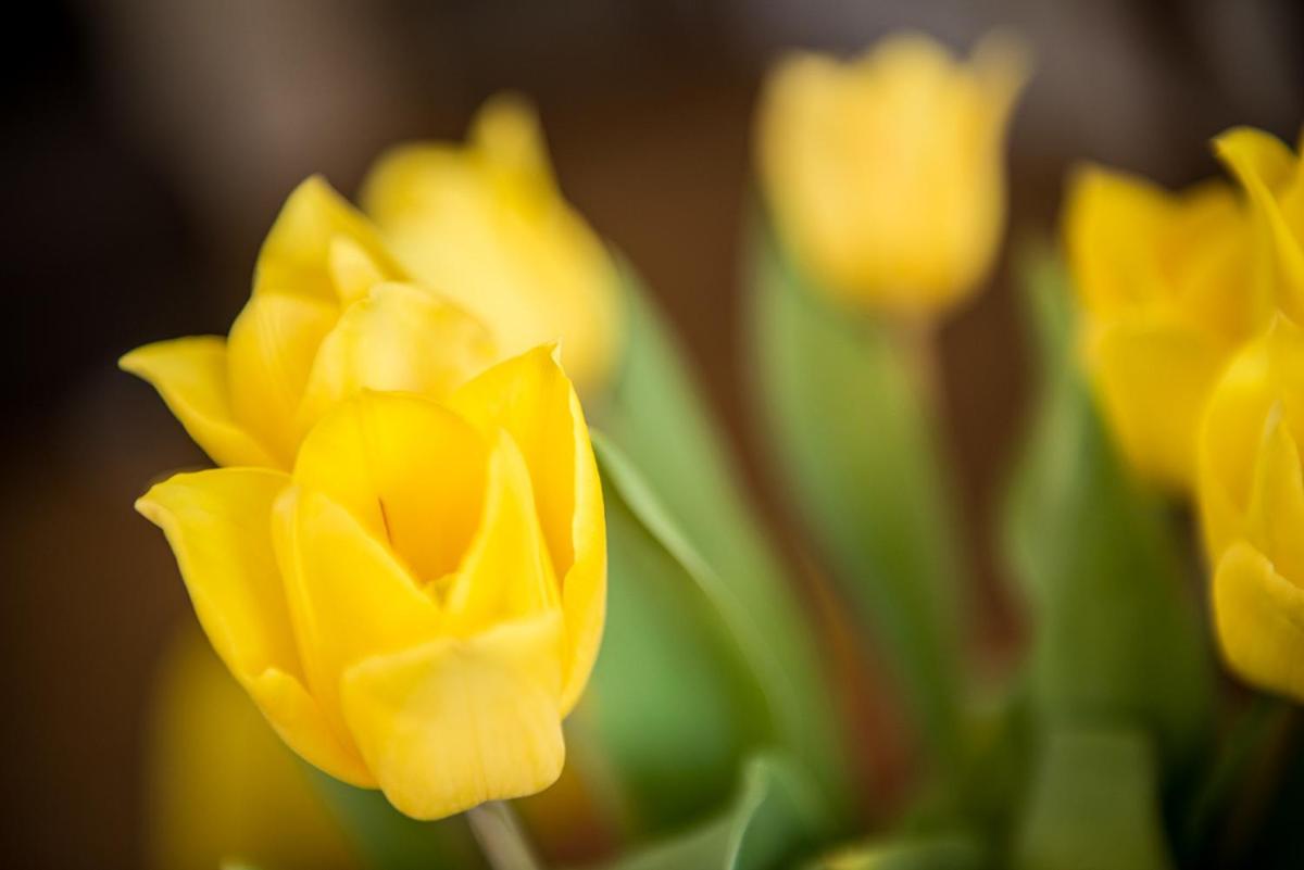 au jardin