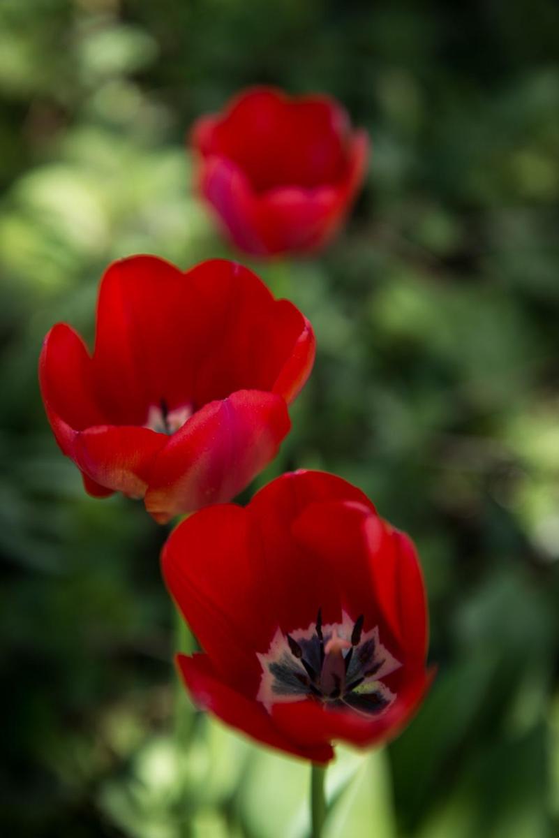 au jardin
