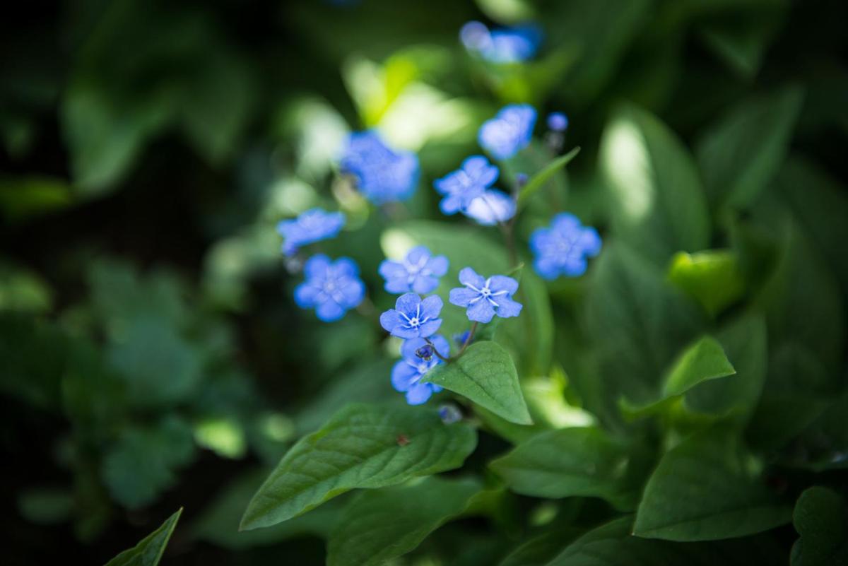 au jardin