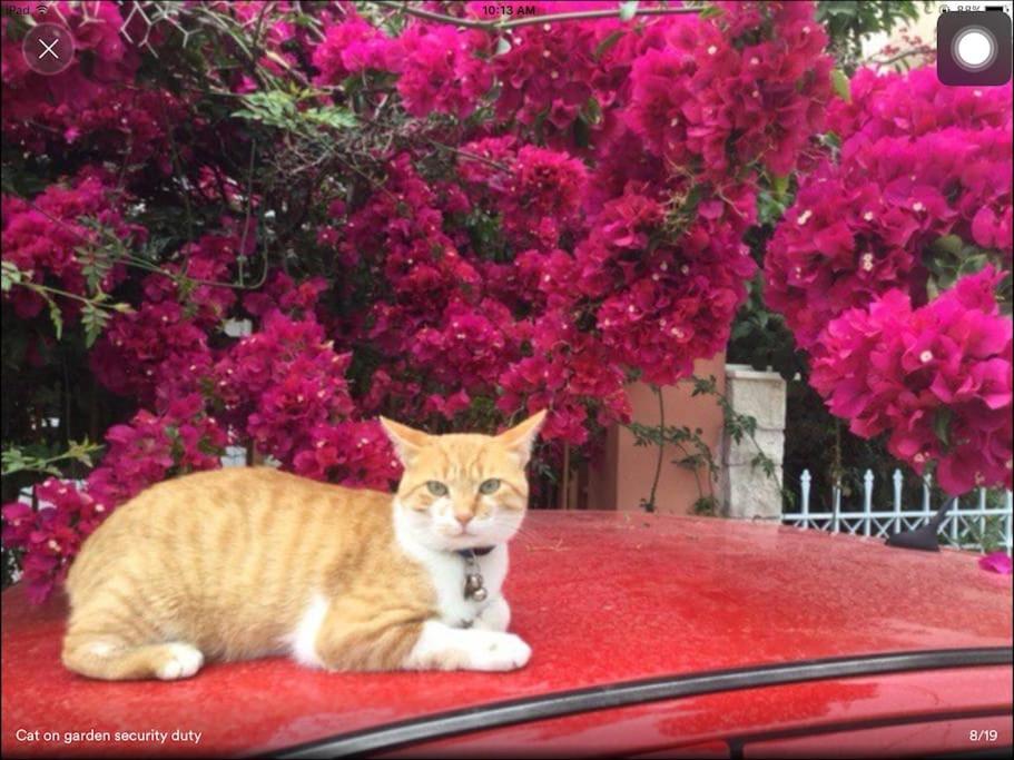 Romantic Nafplio Getaway Apartment SAVE