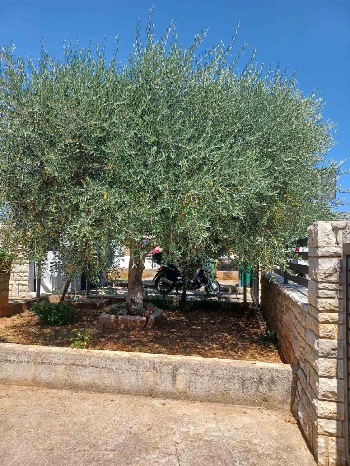 Apartman Sanda