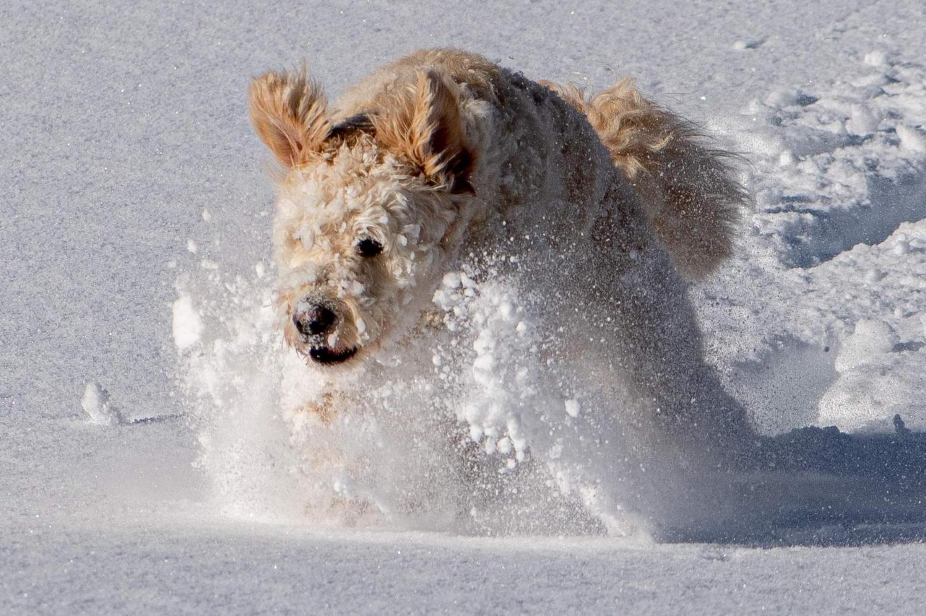 Doodle's Amazing Chalet -Walensee - Flumserberg - Churfirsten - Heidiland - Pool - Sauna