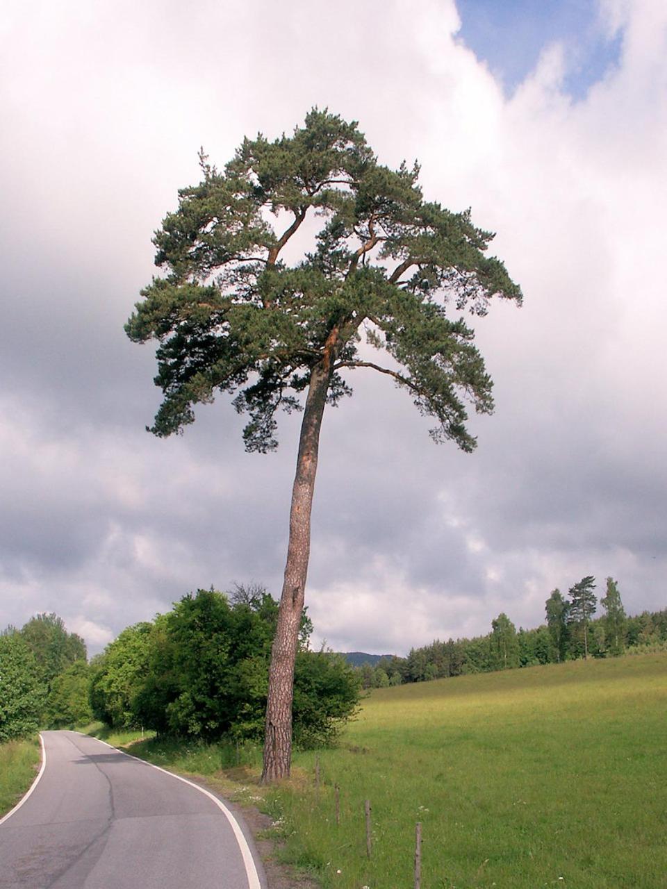 Apartmán Levandule