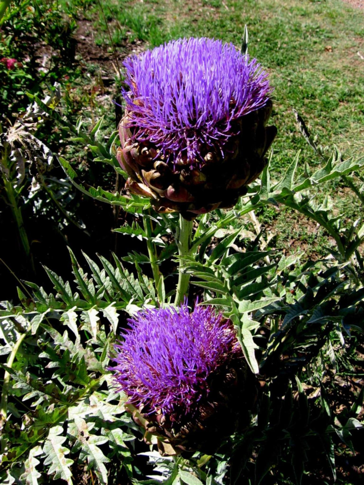 Bowral Road Art Gallery Bed and Breakfast