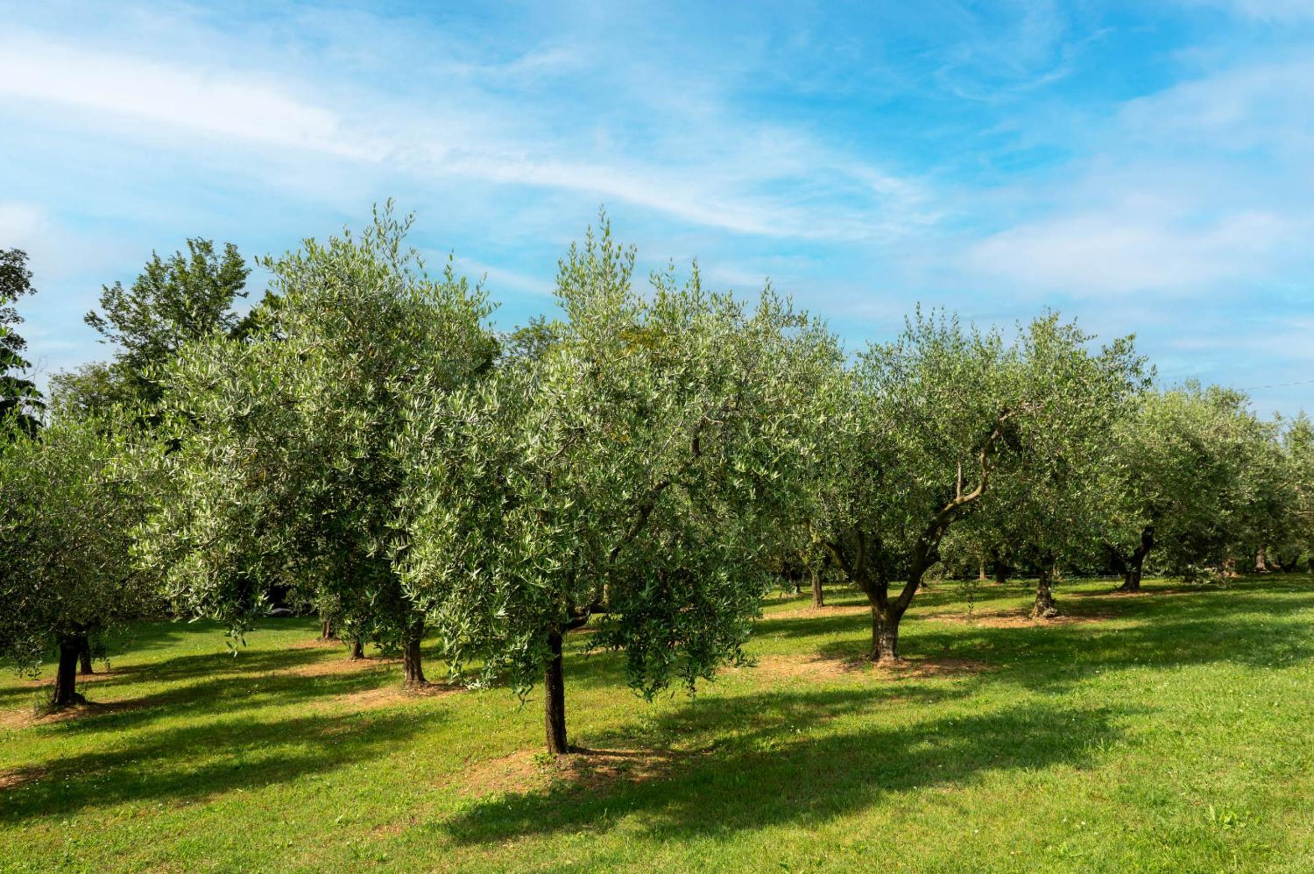 Agriturismo Terre Bianche