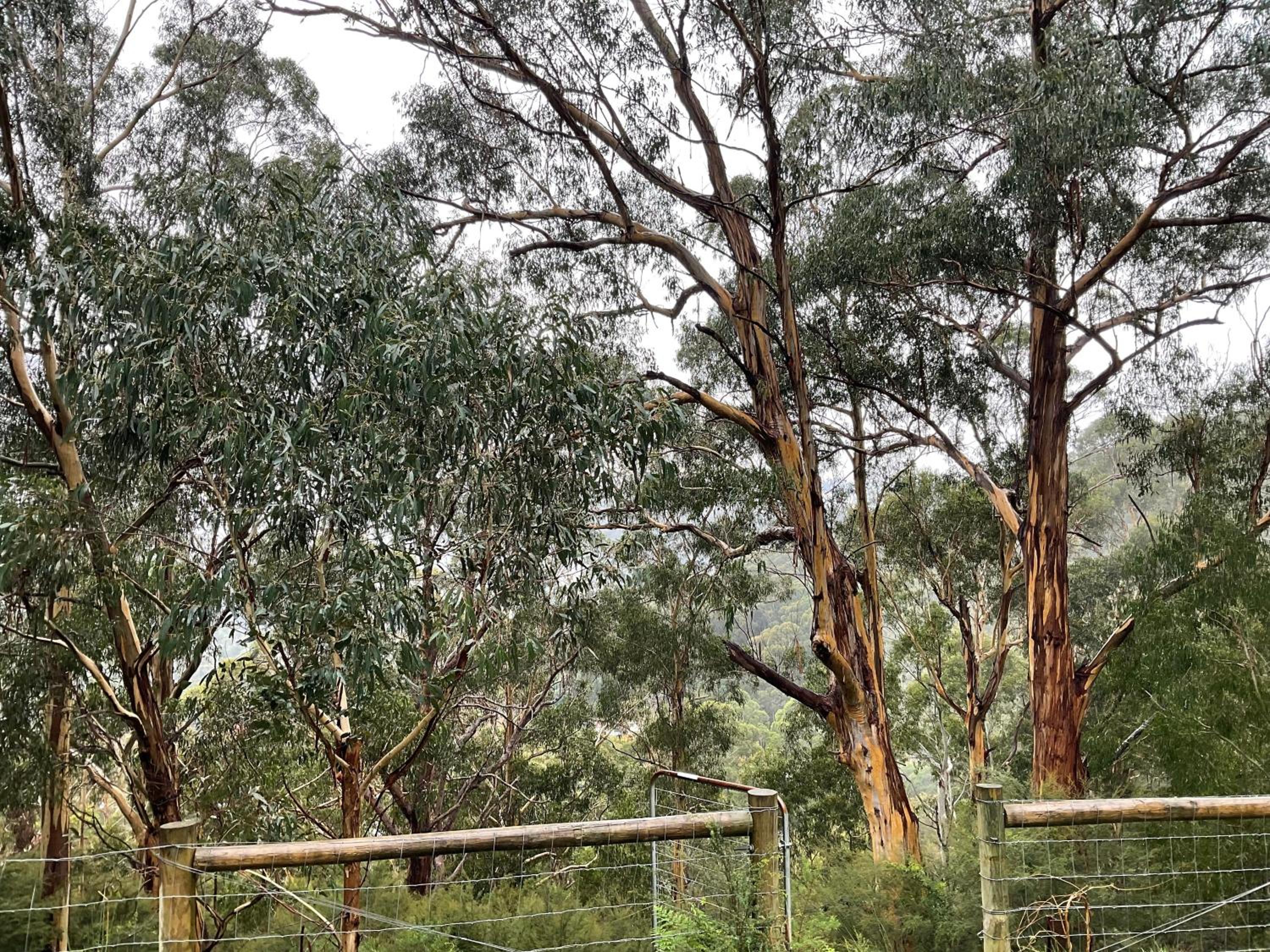 Kookaburra Cabin