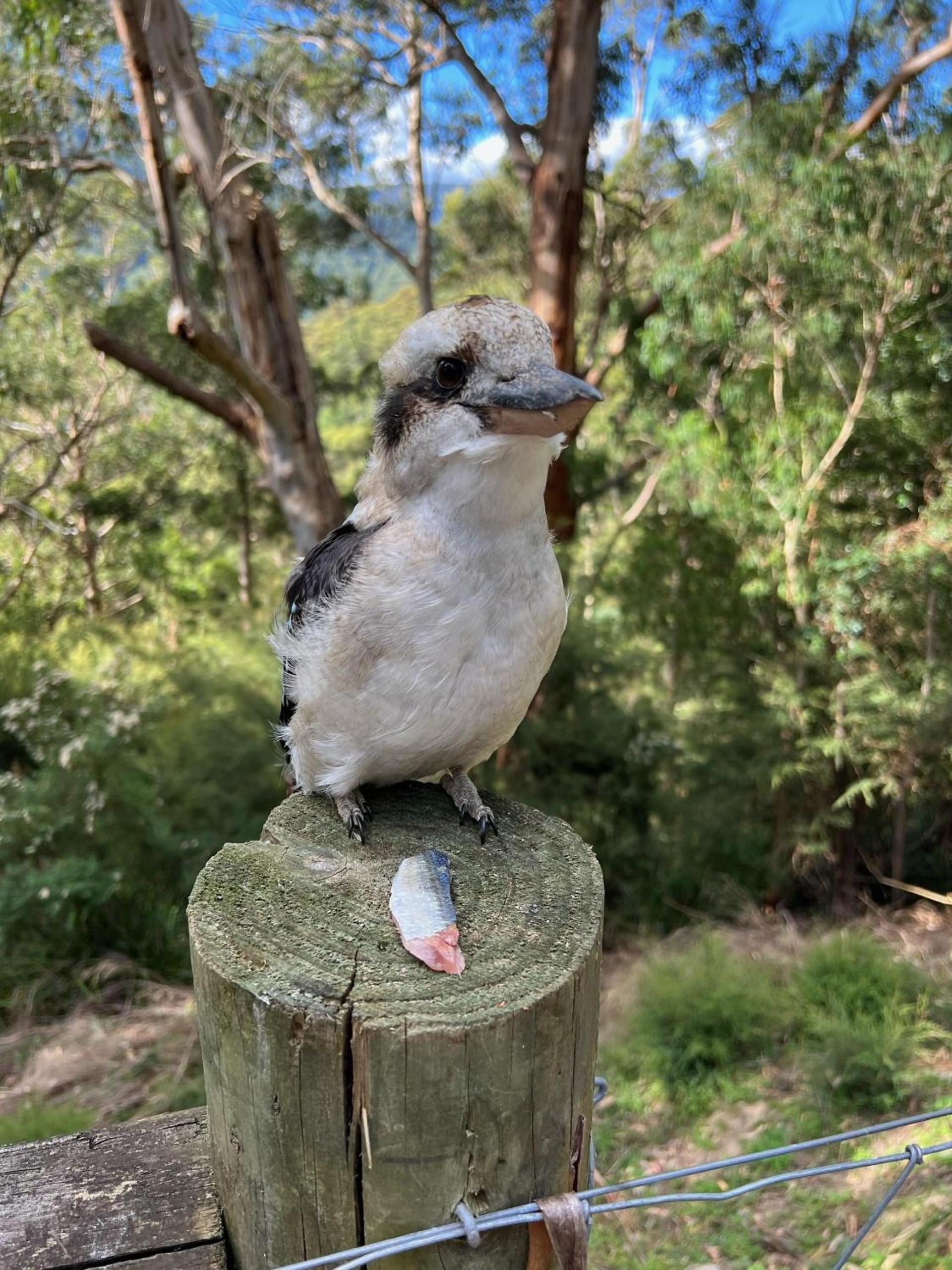 Kookaburra Cabin