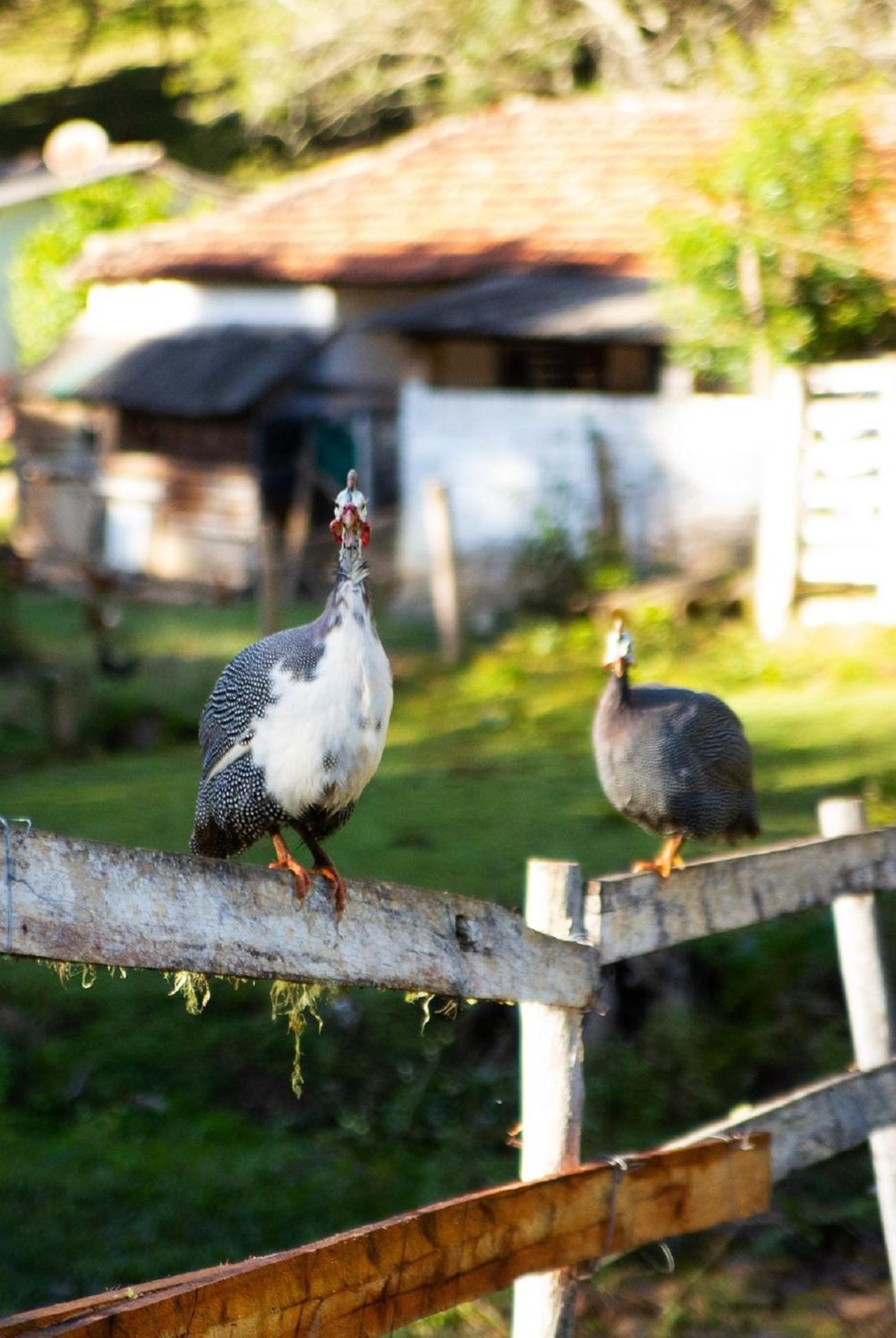 Chales Vinhas da Harmonia l Pousada em Cunha SP
