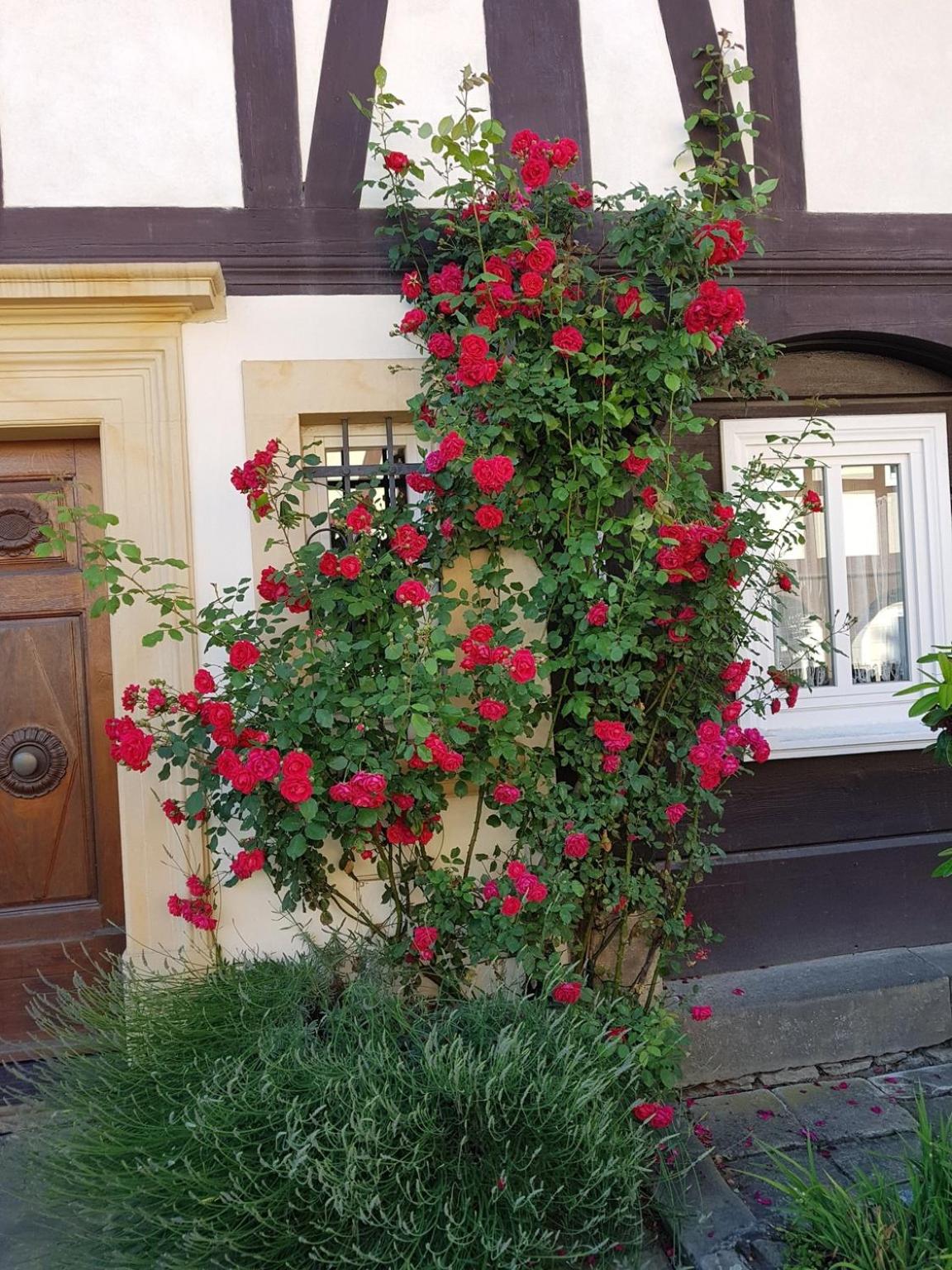 Fewo Niedere Mühlwiese
