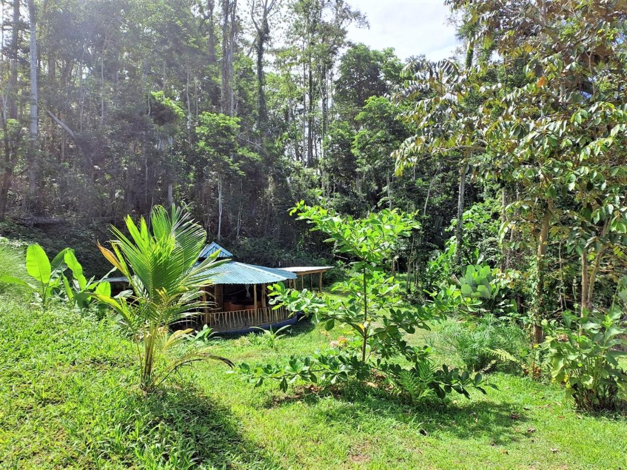 Terra NaturaMa - off grid living in the jungle