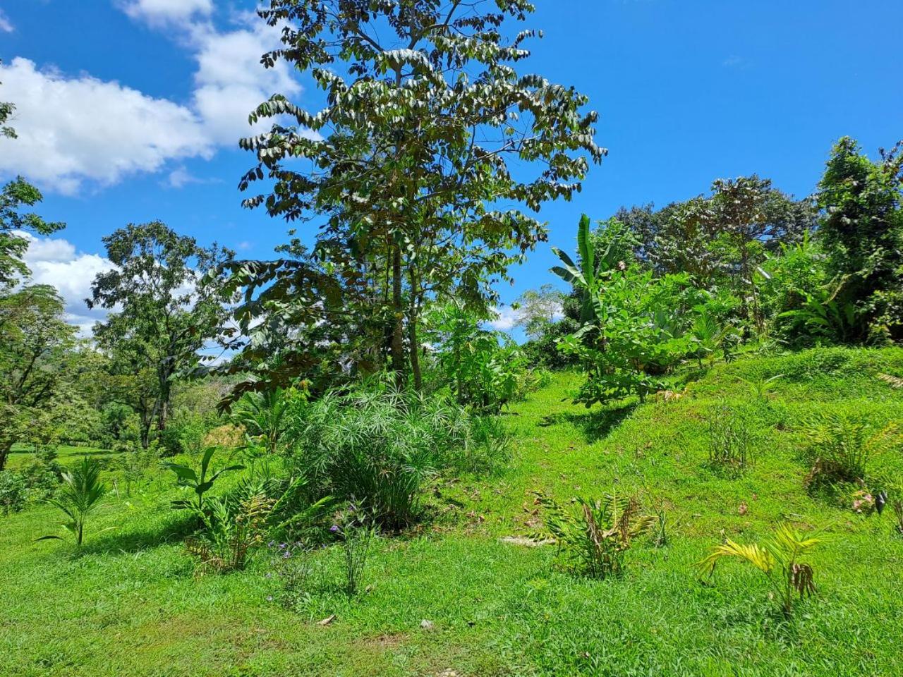 Terra NaturaMa - off grid living in the jungle