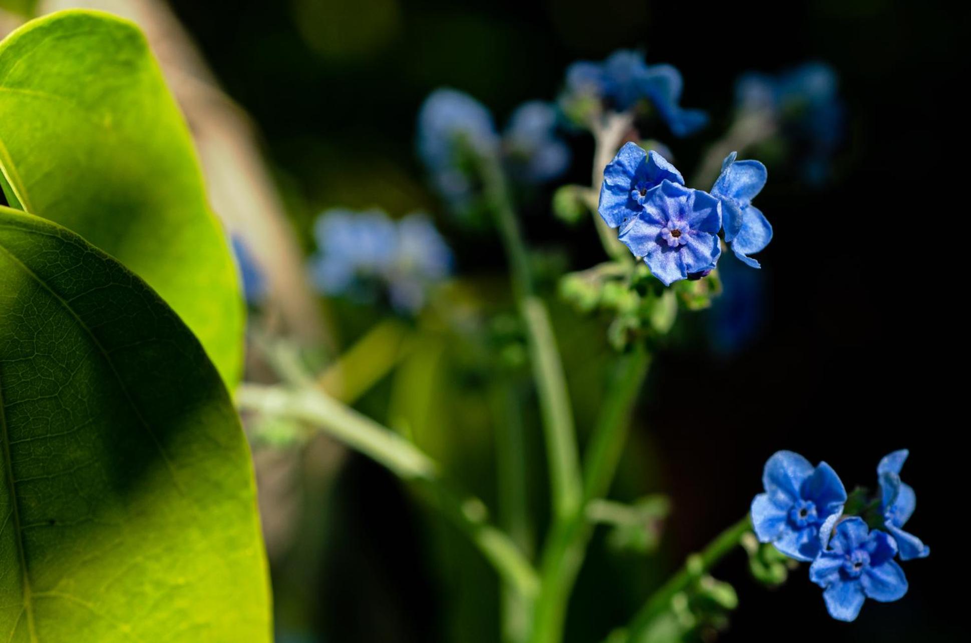 Chalé Flores e Amores