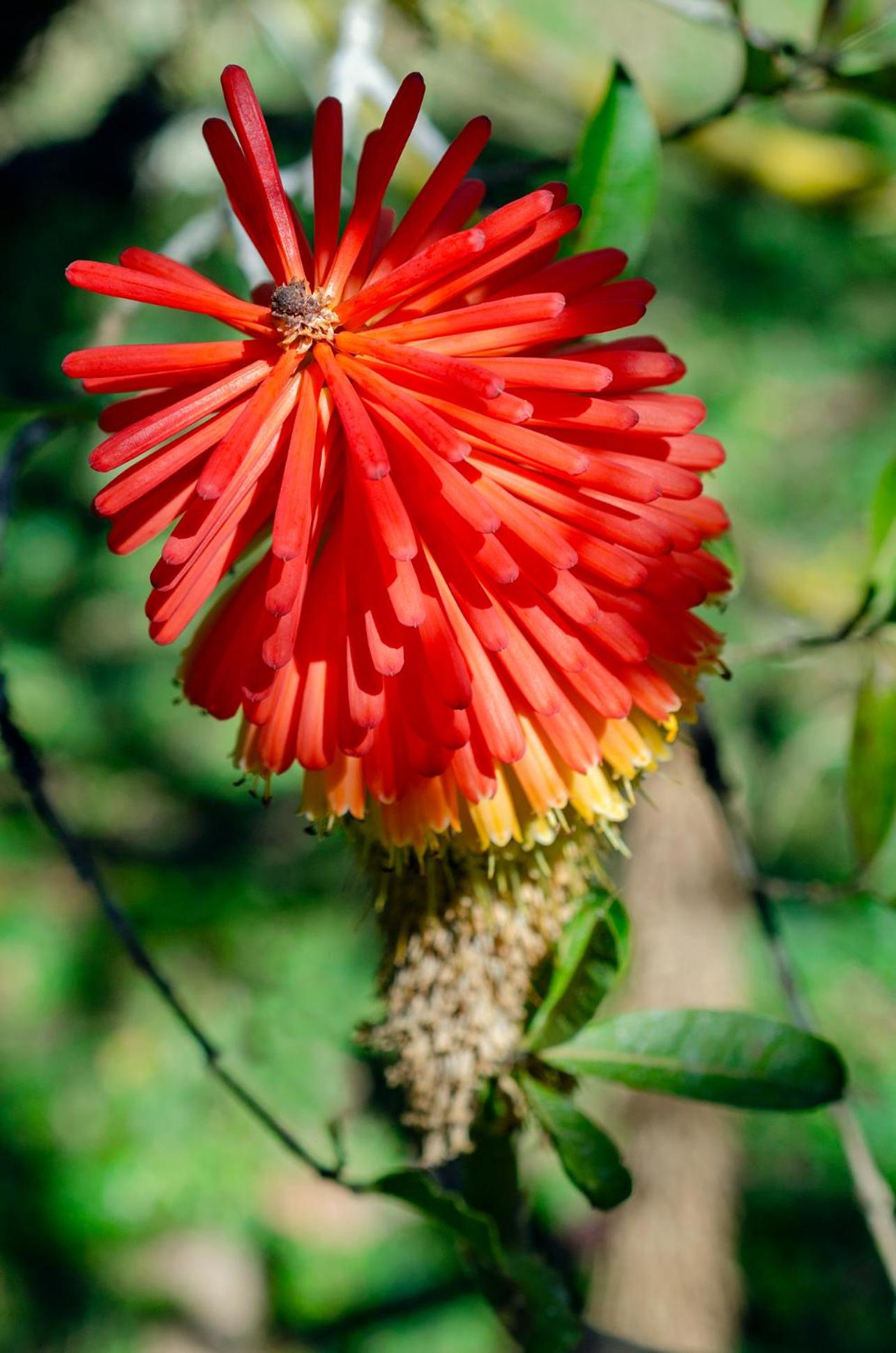 Chalé Flores e Amores