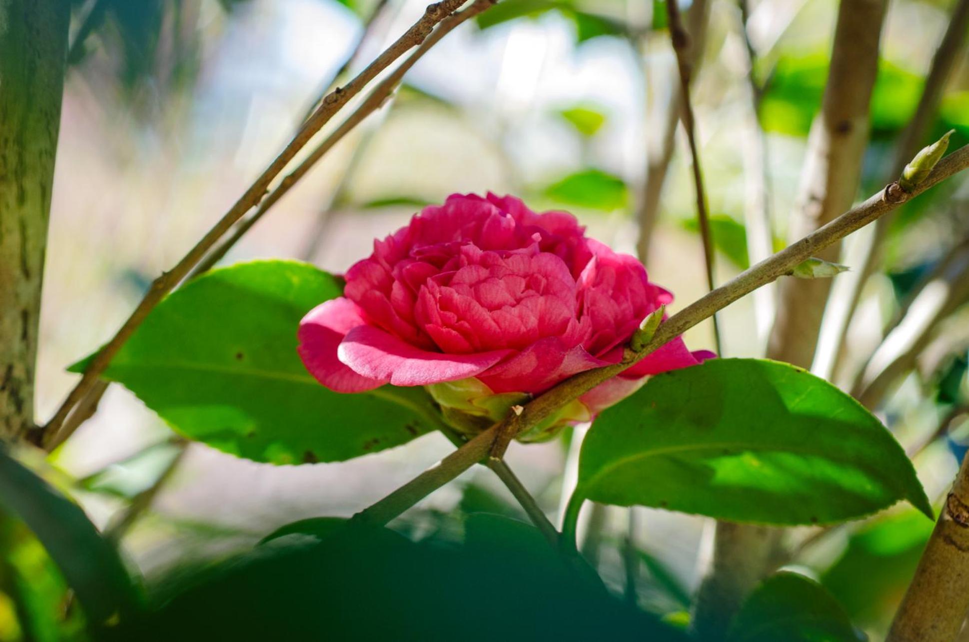 Chalé Flores e Amores