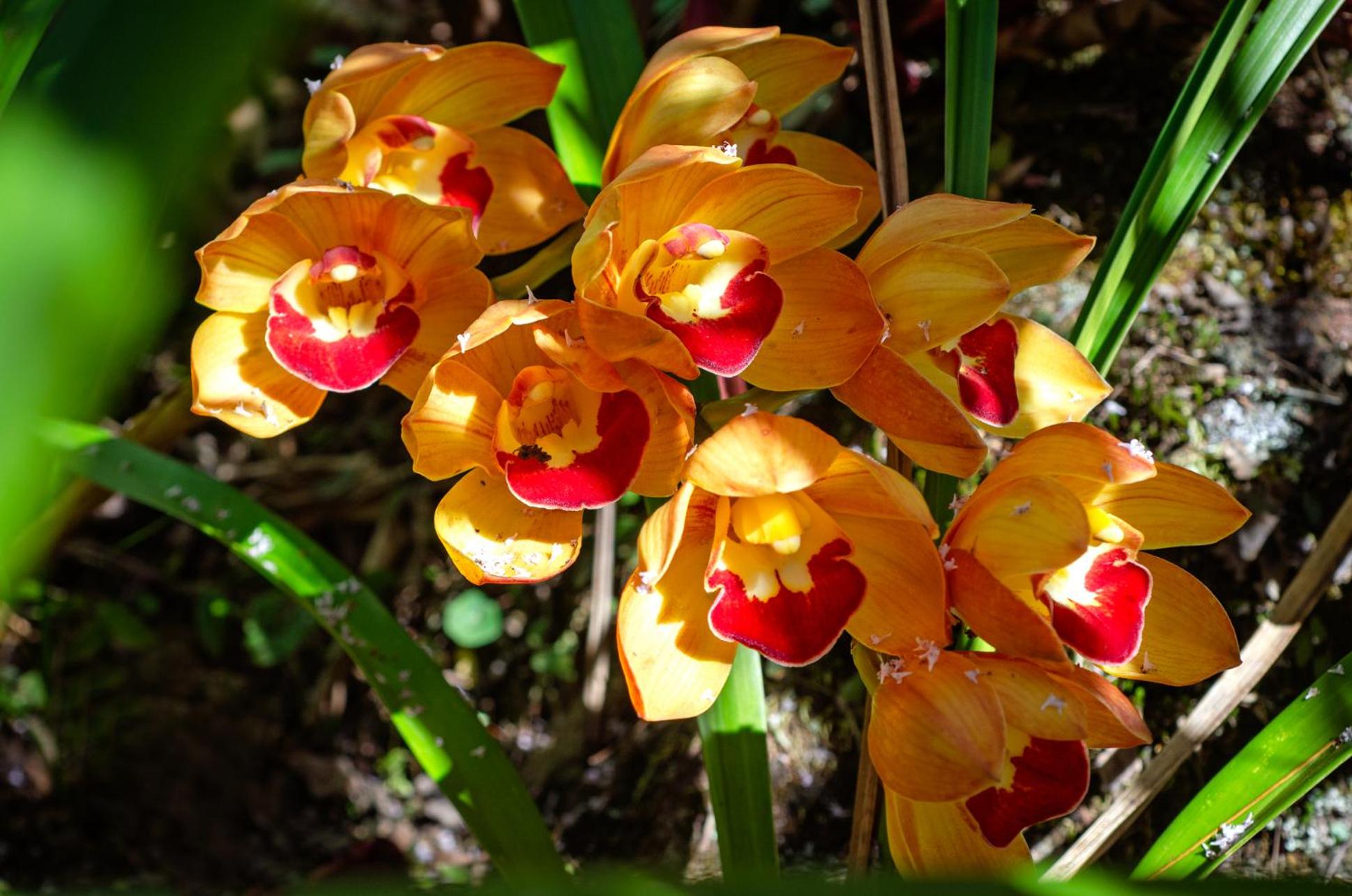 Chalé Flores e Amores