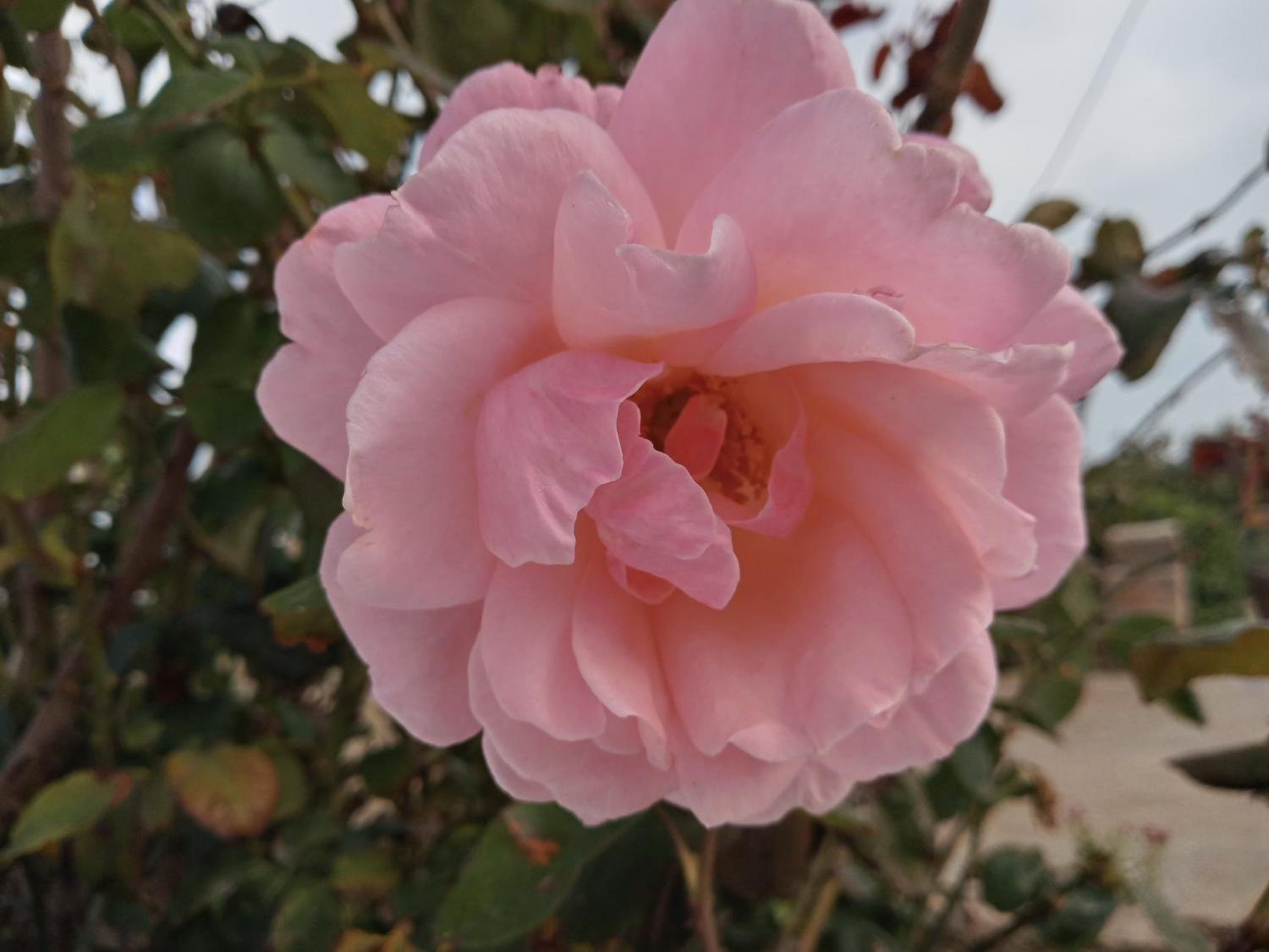 Dammuso Pantelleria - Fiori D'Ossidiana
