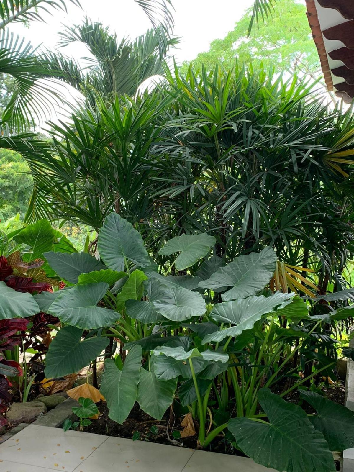 Finca San Pedro