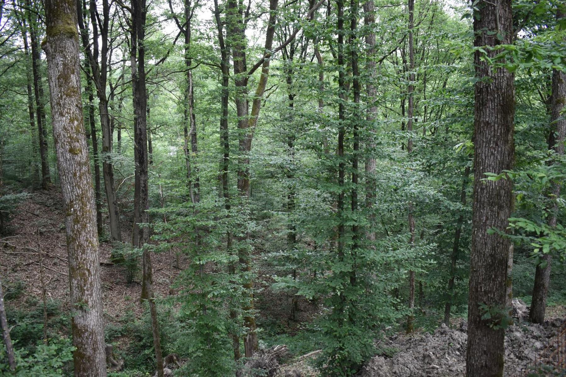 La cabane aux écureuils