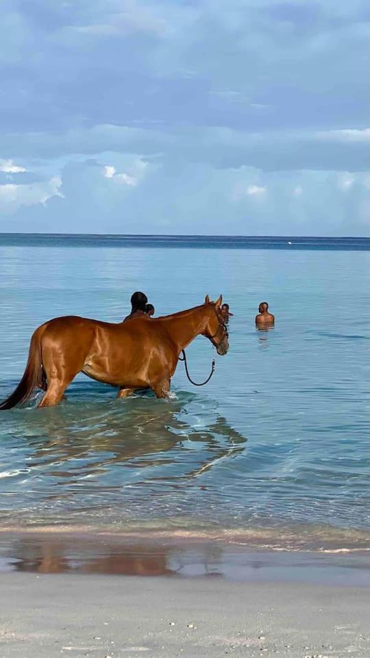 Dunn Dreamin Barbados