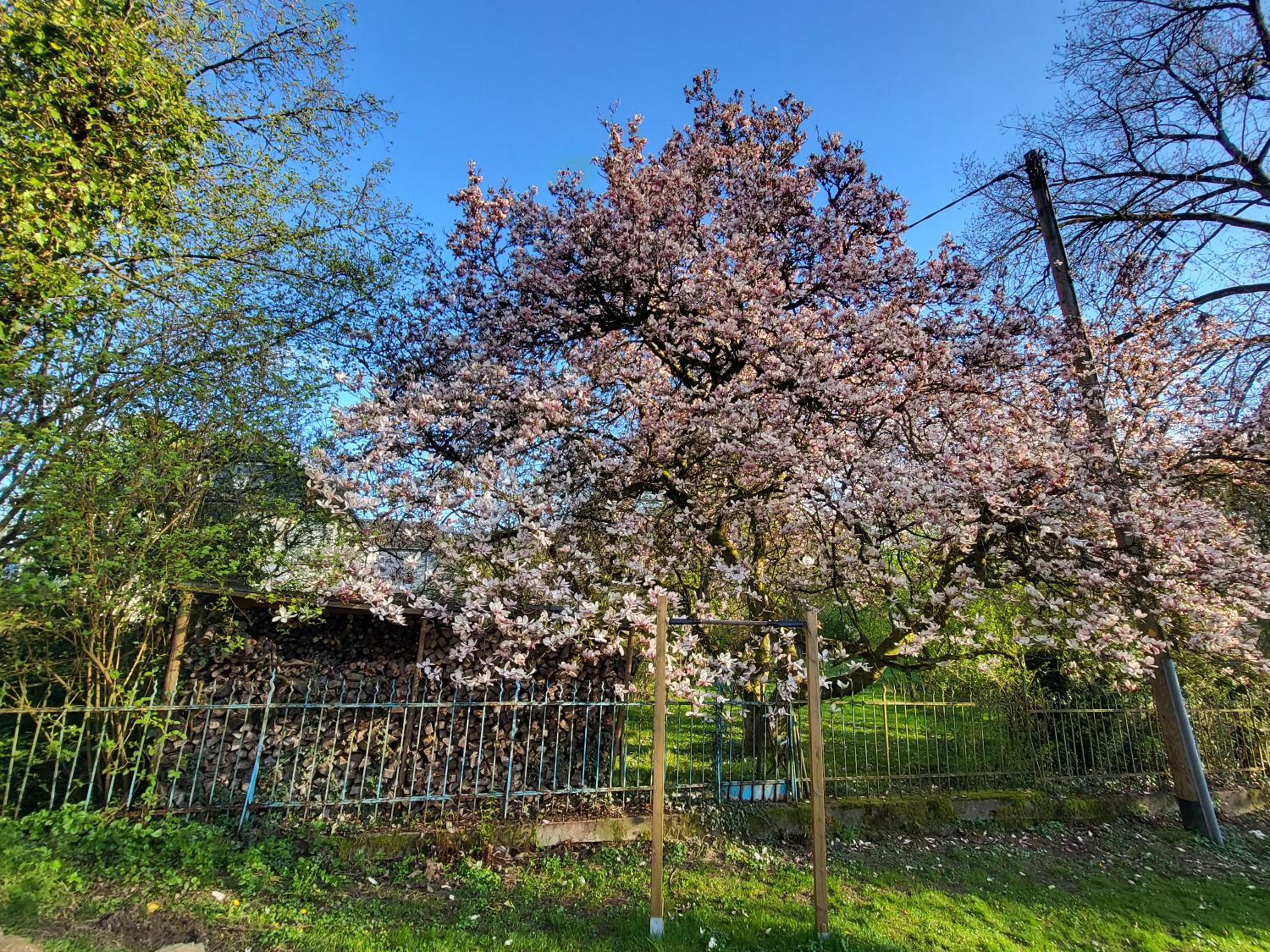 Bergischer Hof - Bergischer Hofgarten