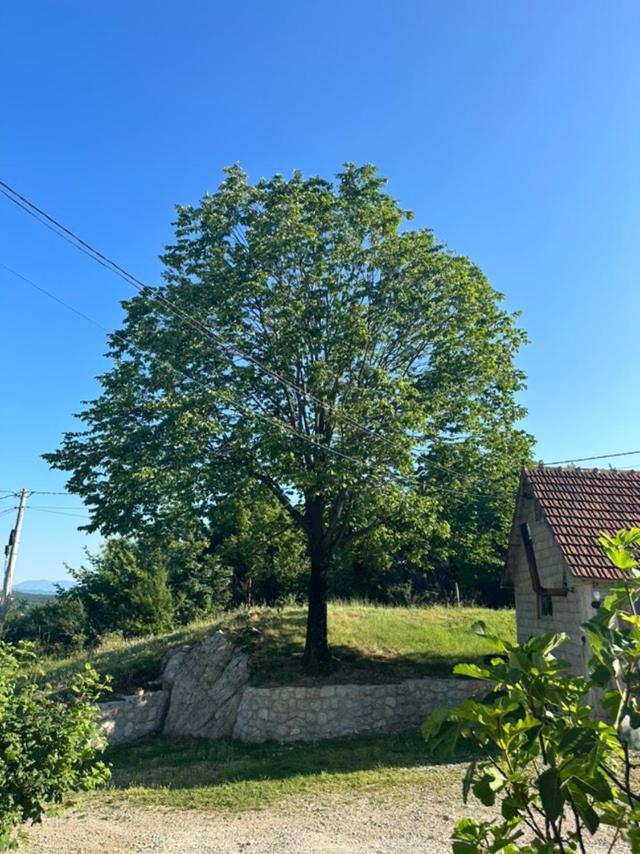Gazdinstvo Tadić view 2