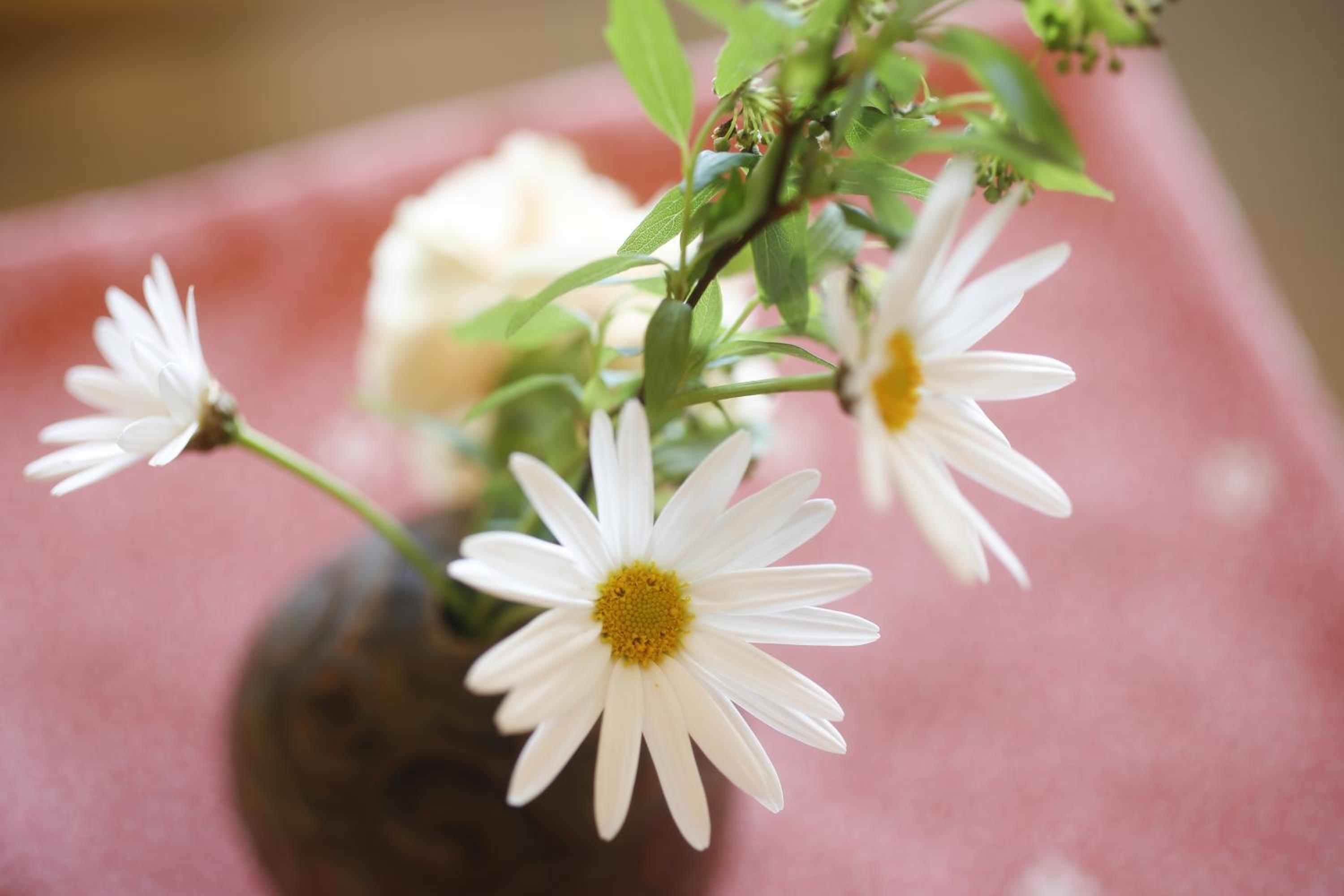 Sun Urashima Yuki no Sato