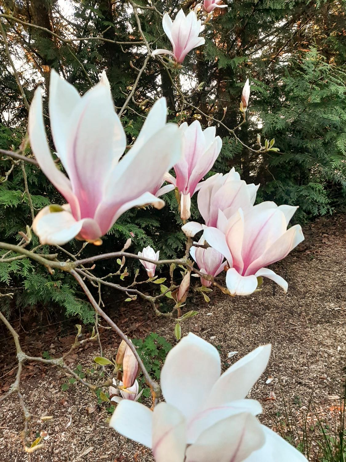 Boschalet Magnolia view 4