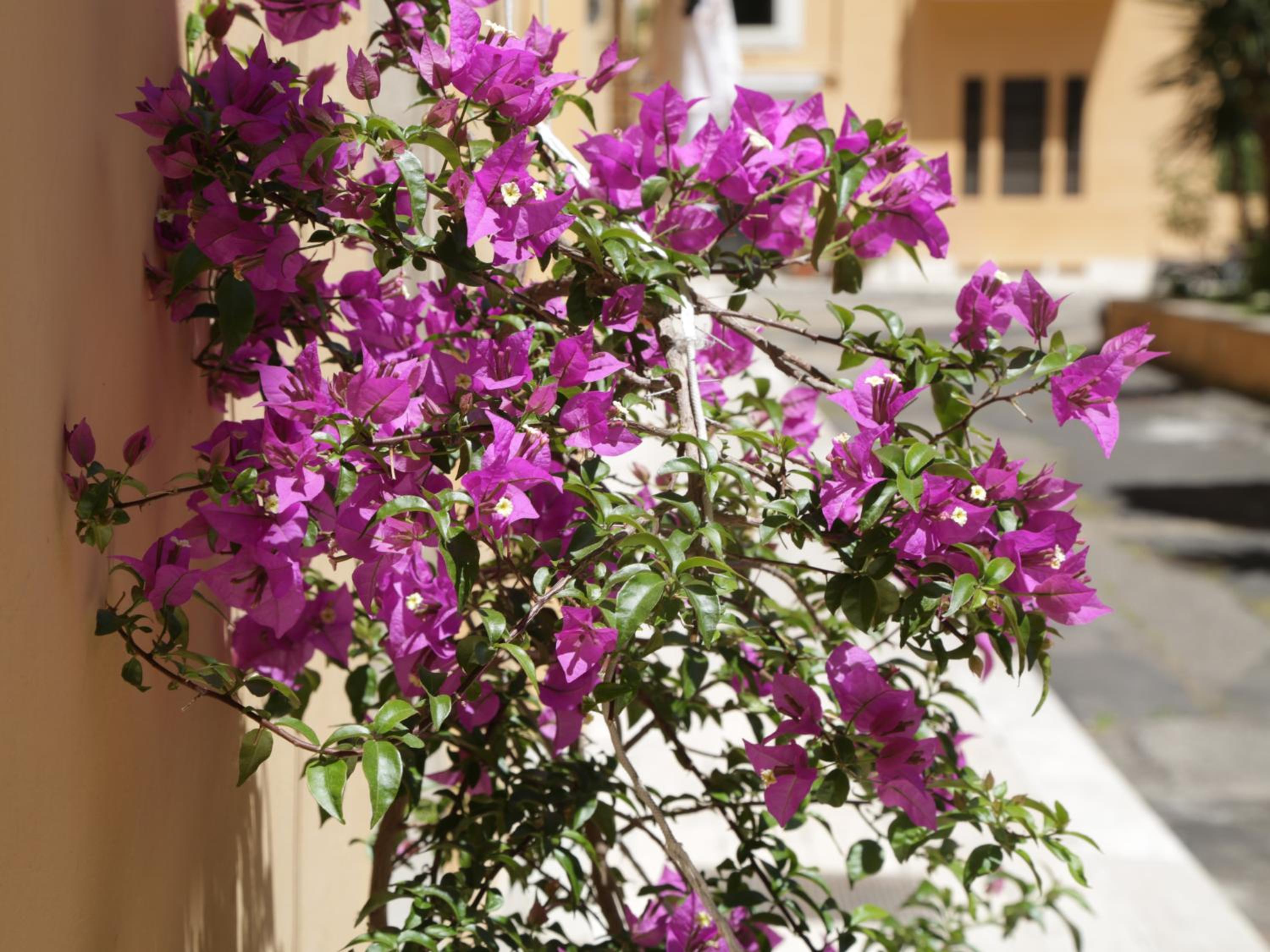 Guest House Masterintrastevere