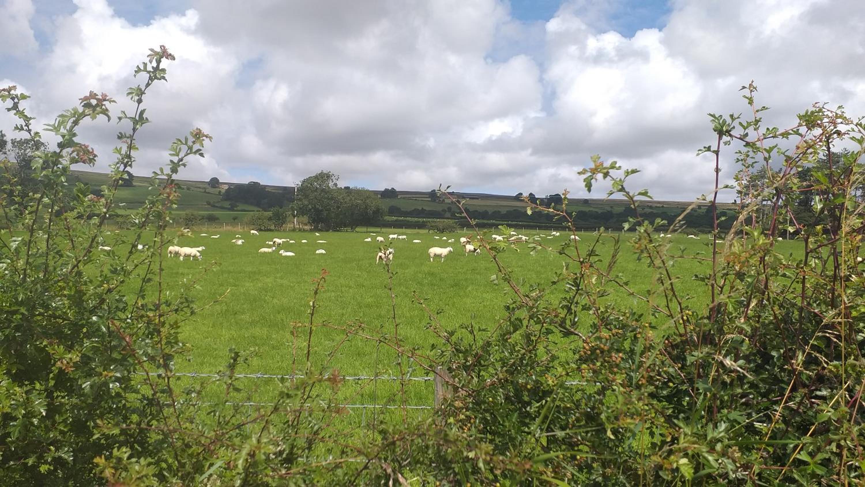 Littlebeck