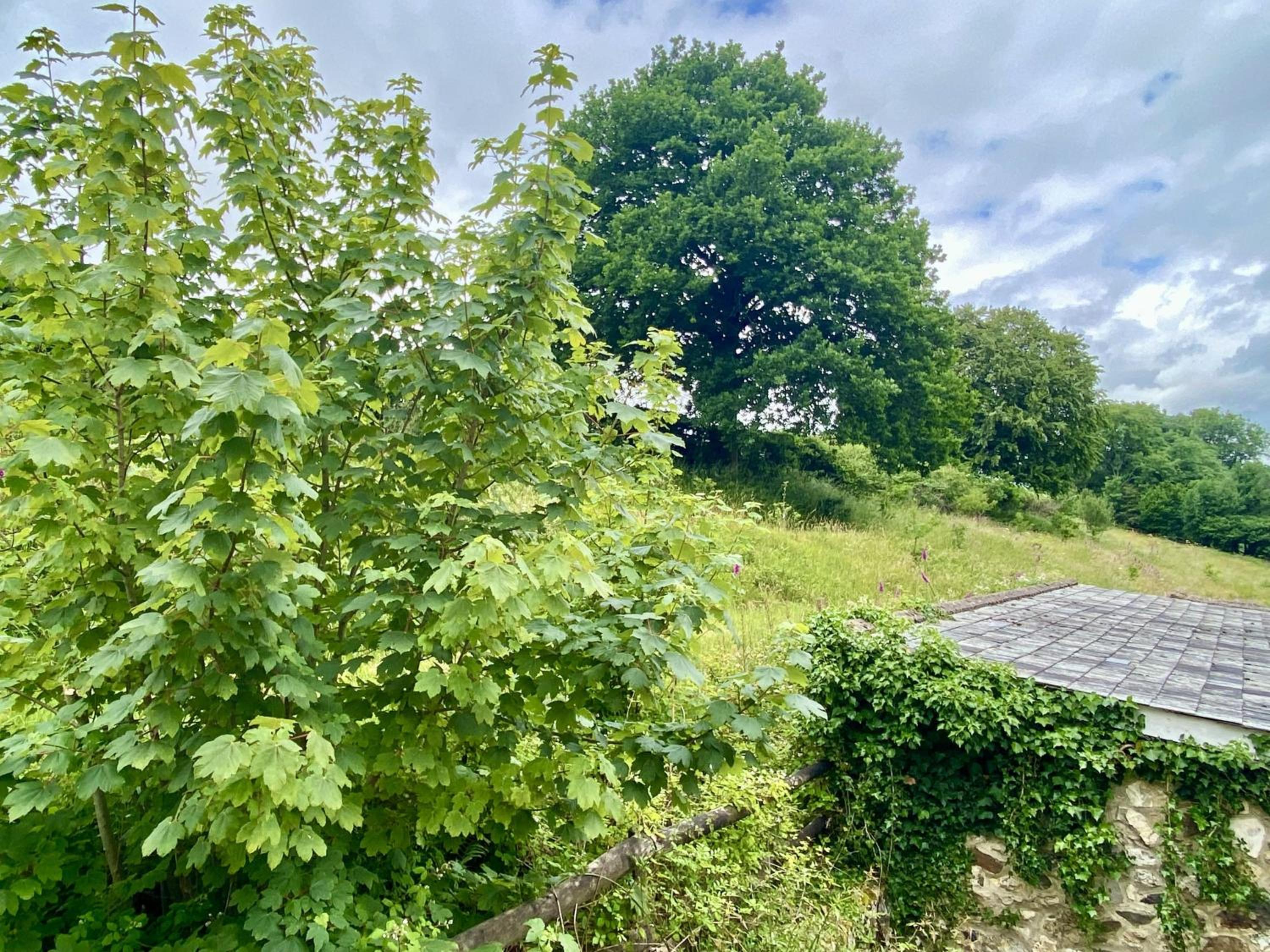 Beech Cottage