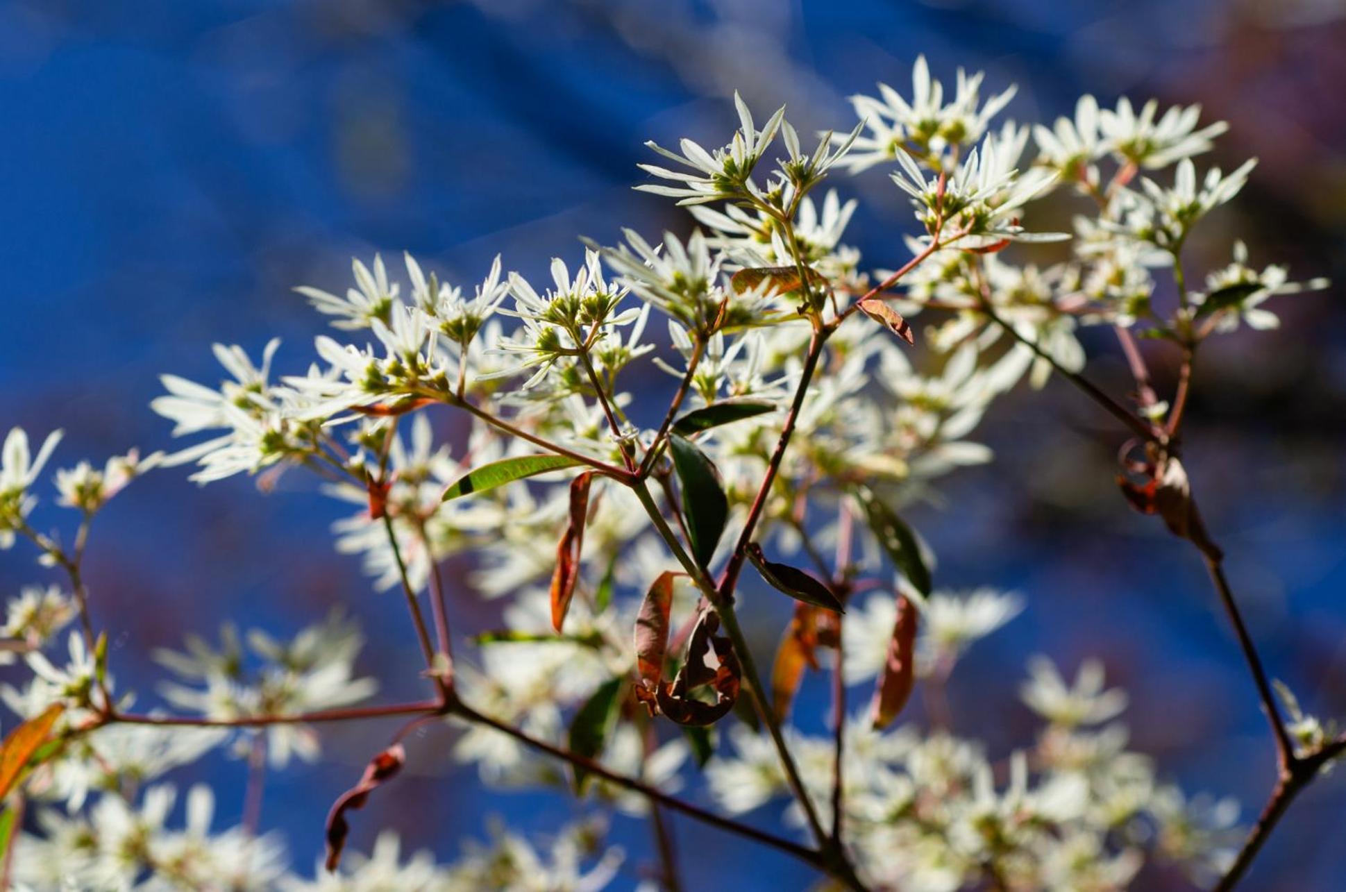 Chalé Flores e Amores