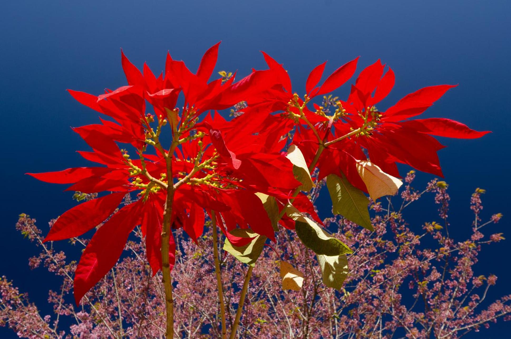 Chalé Flores e Amores