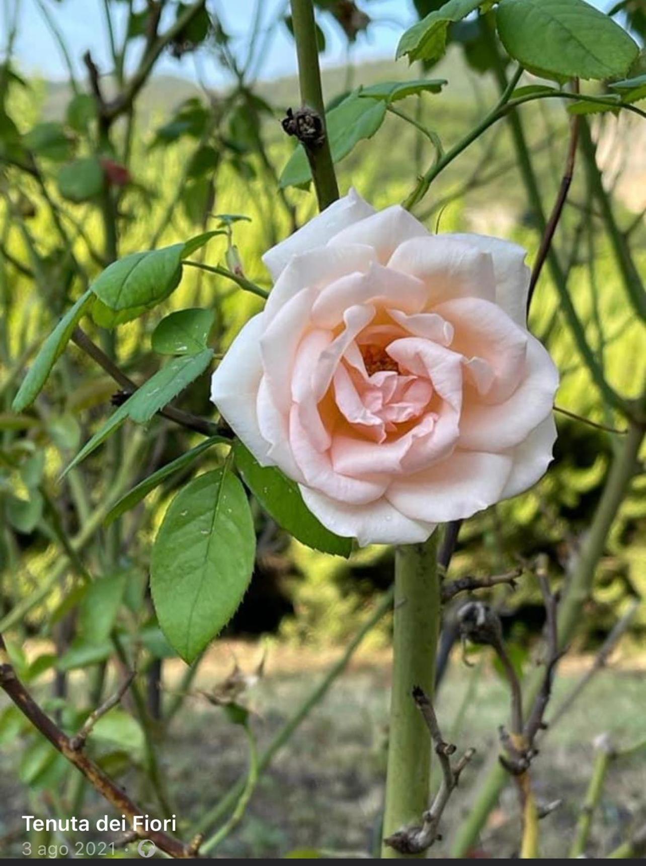 La Tenuta dei Fiori
