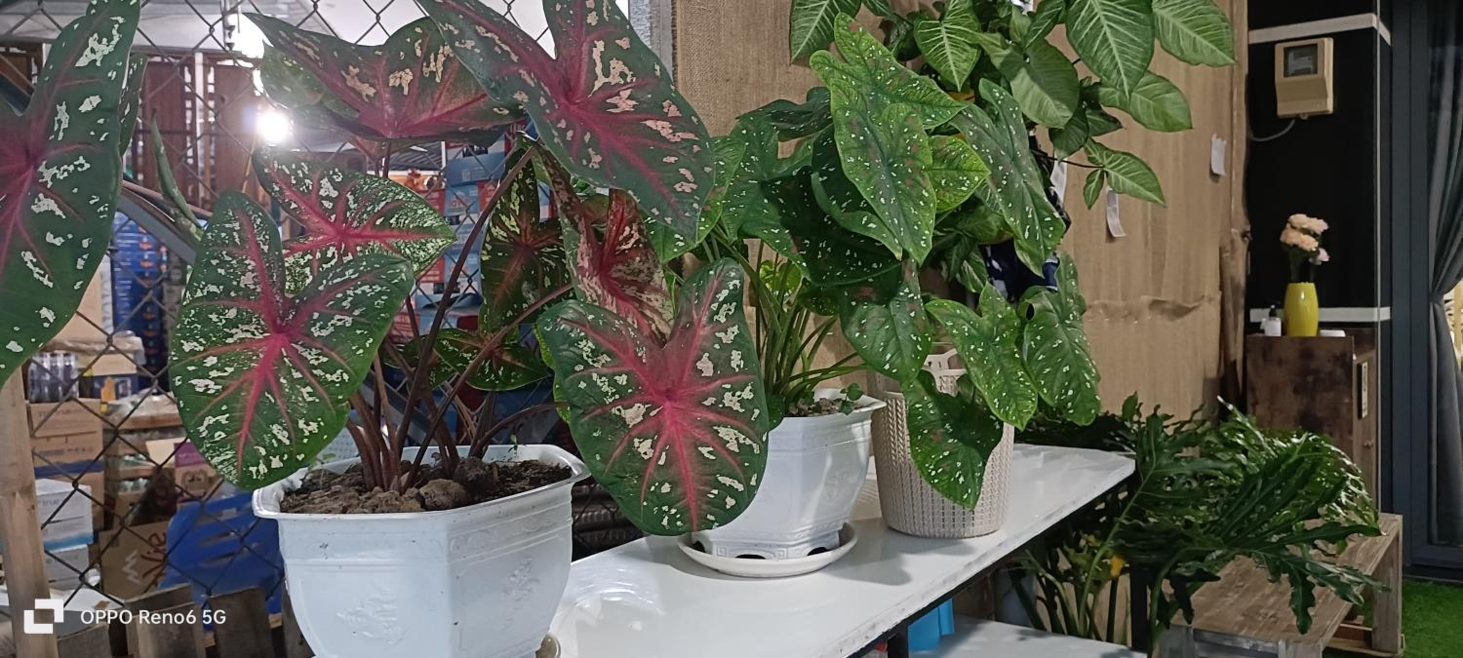HOMESTAY -NHÀ MẸ KHANG