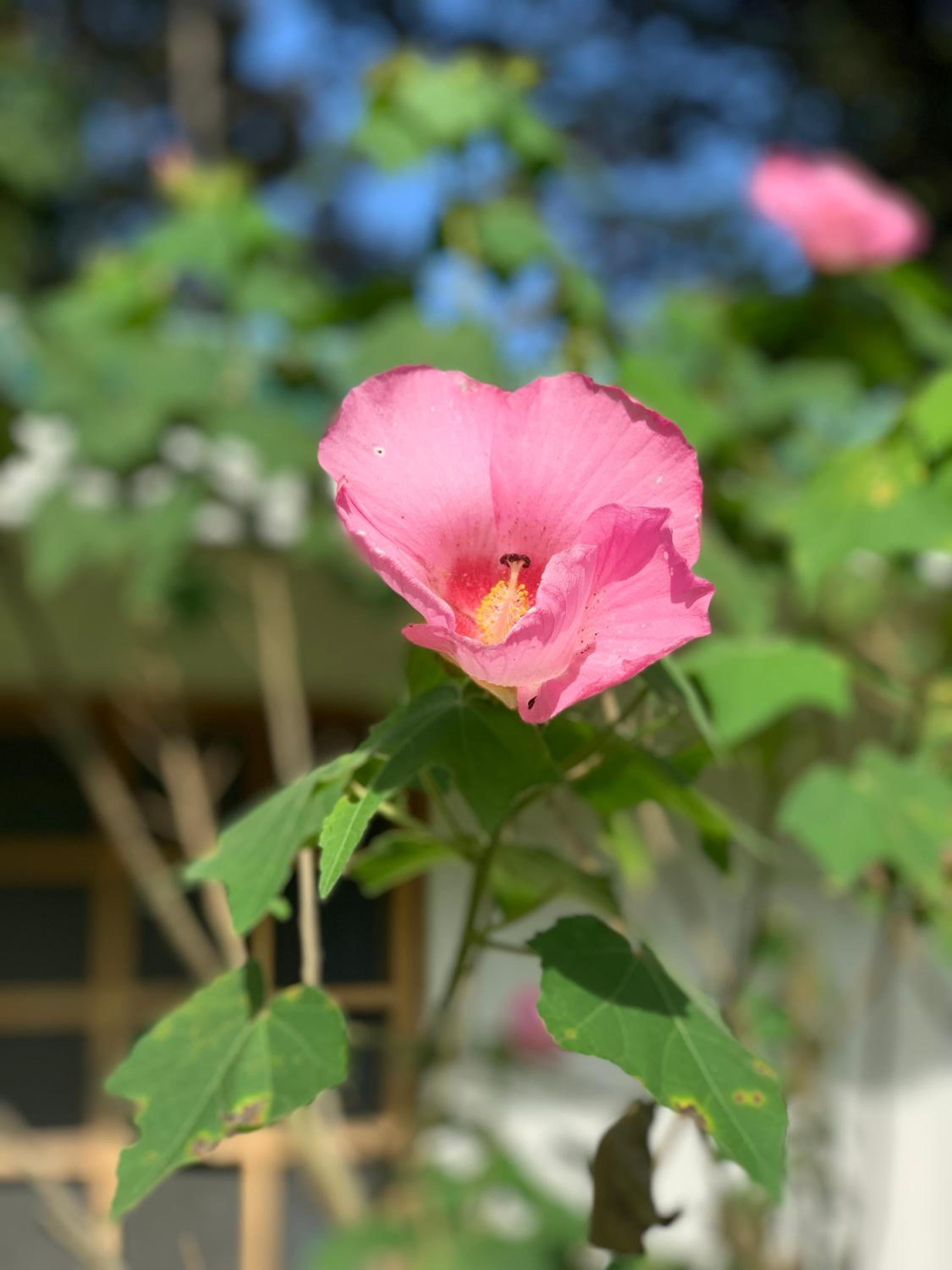 La Rana De Cahuita