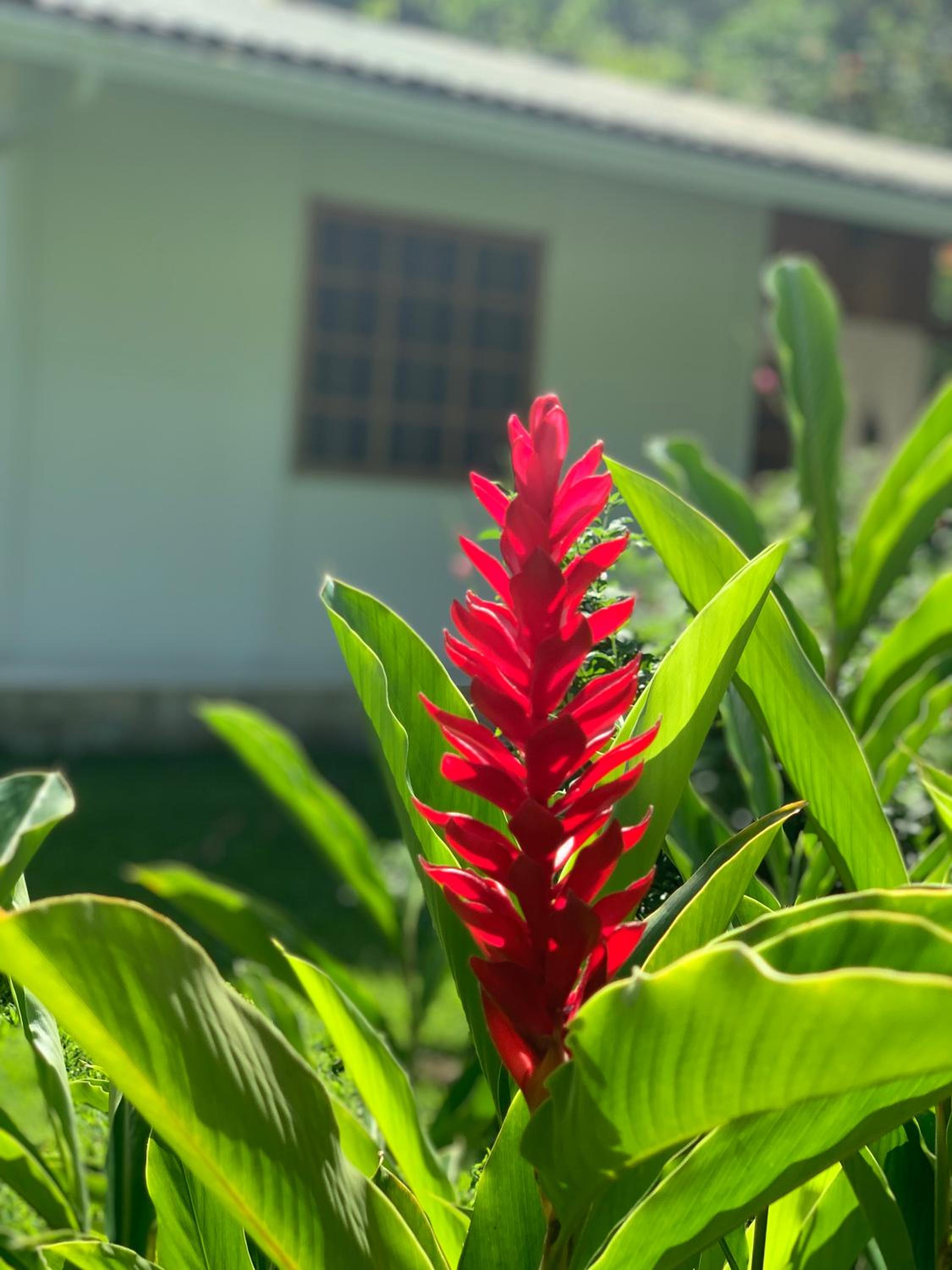 La Rana De Cahuita