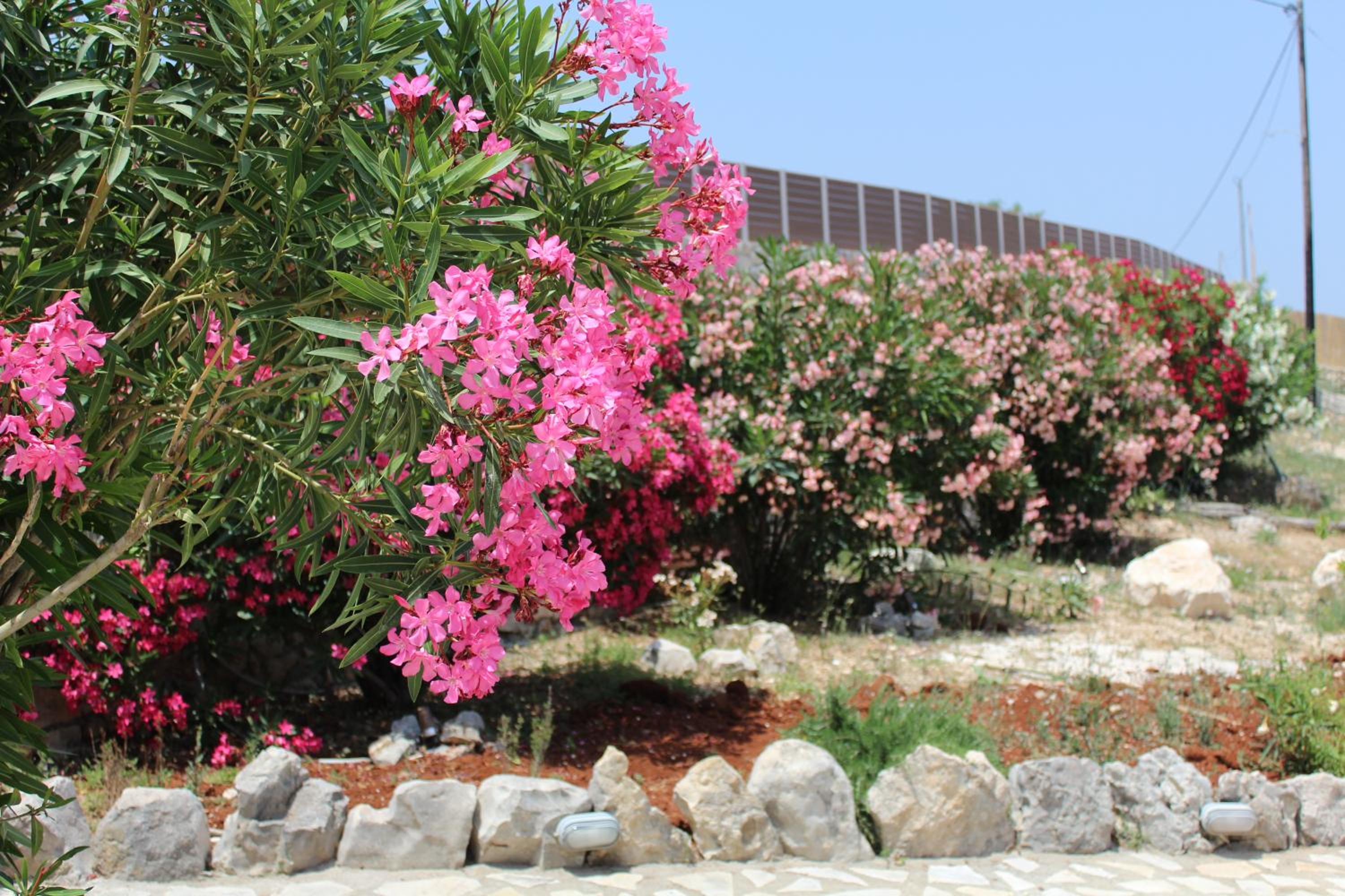 Photo 125