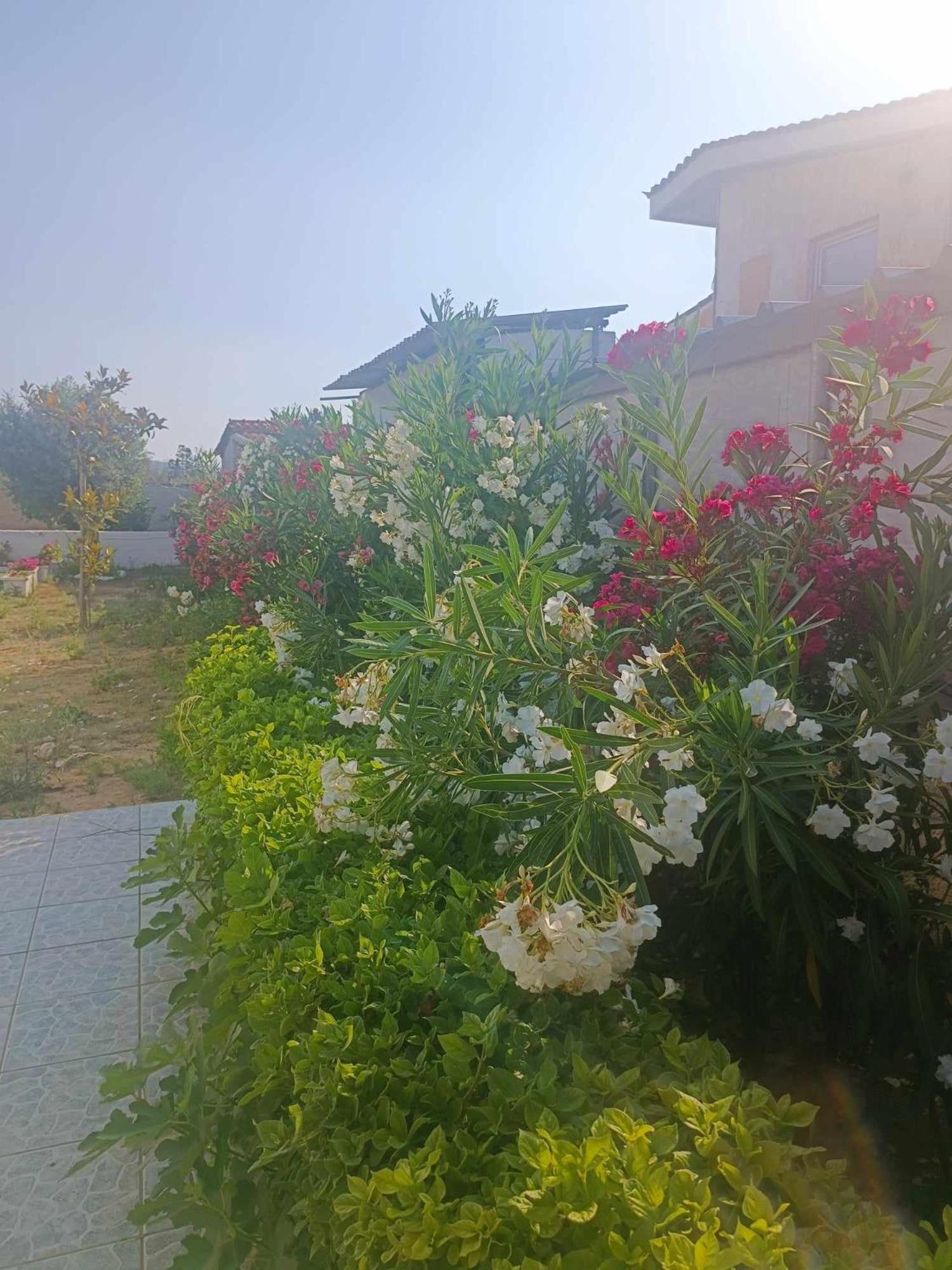 New Olivka House