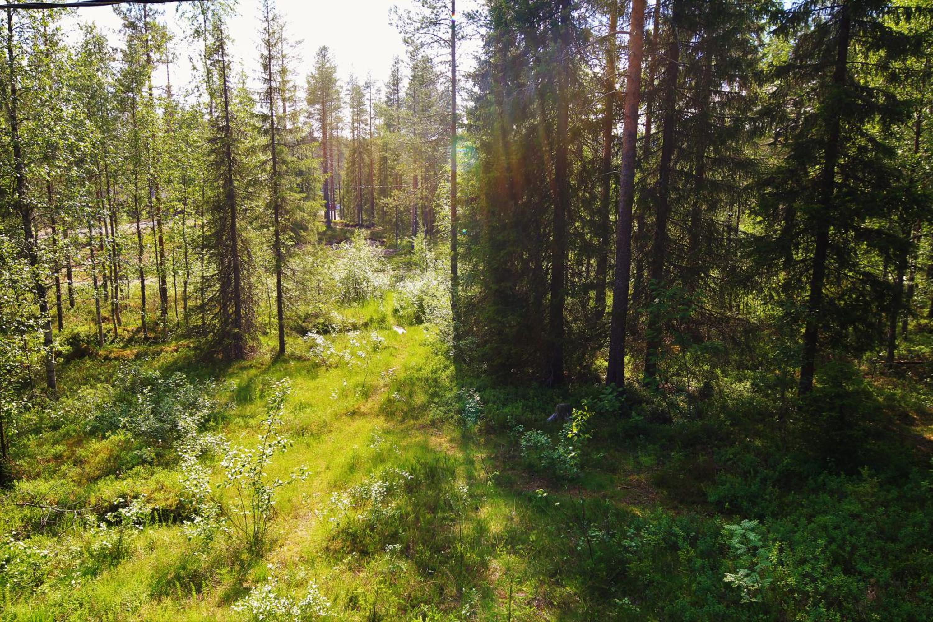 Mäntyrinne view 5