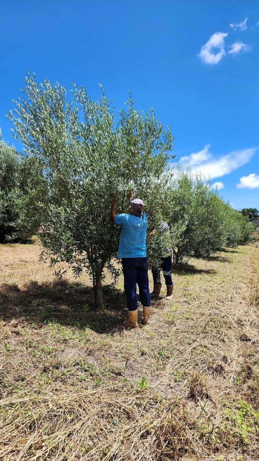 Chalés Monte das Oliveiras