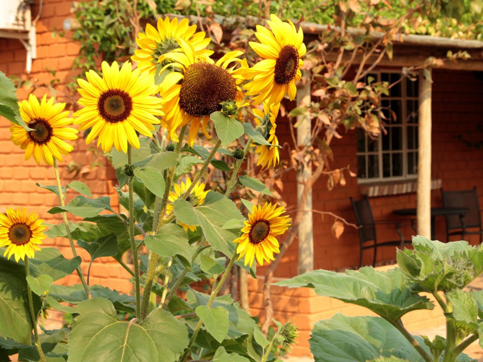 Gondwana Damara Mopane Lodge view 3