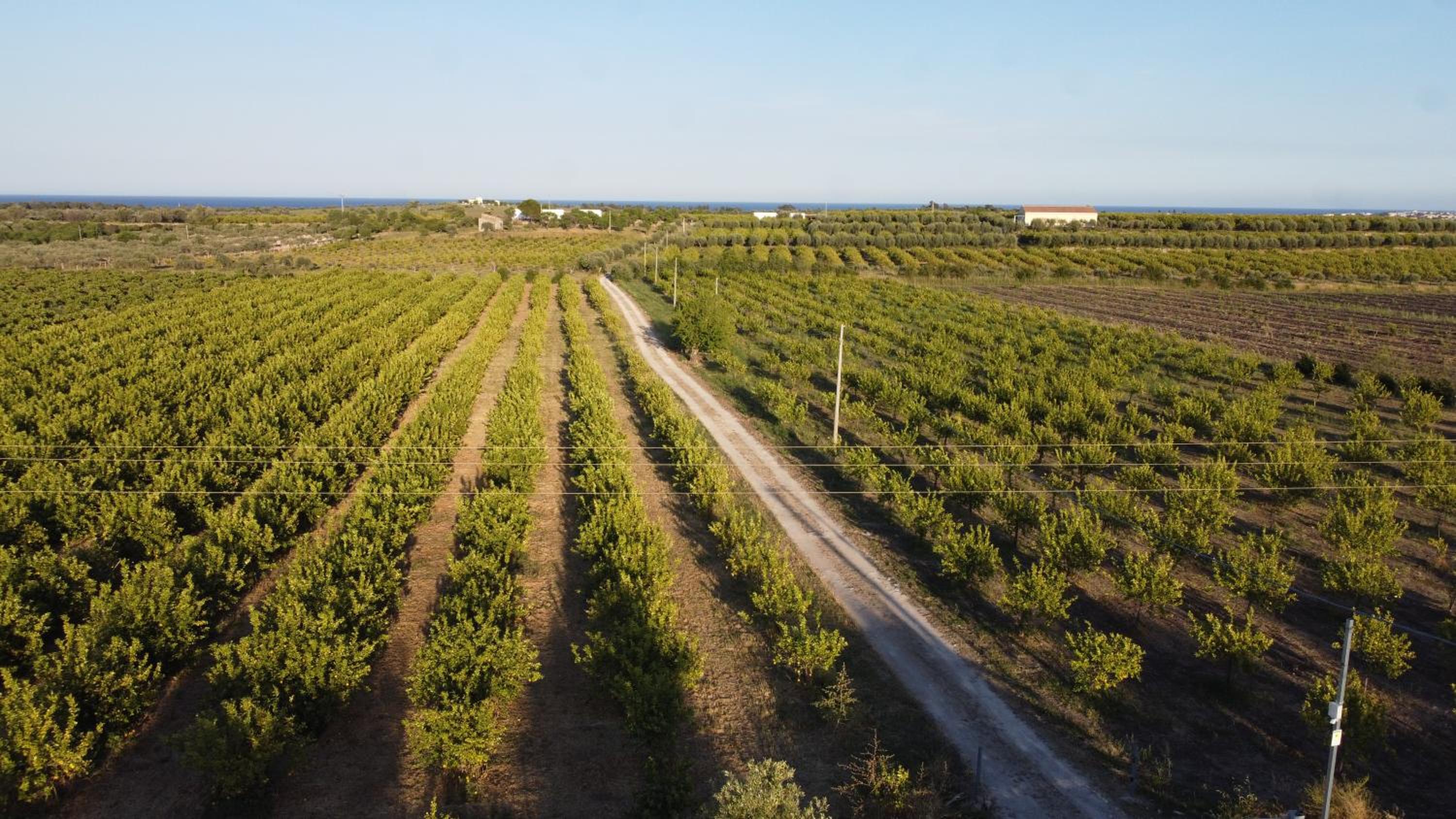 Tenuta Alessandra Noto photo 5