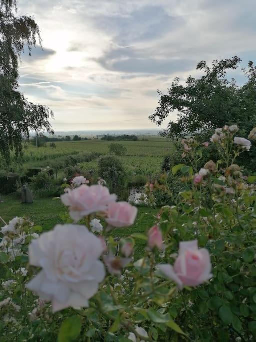Traumblick Rebenmeer